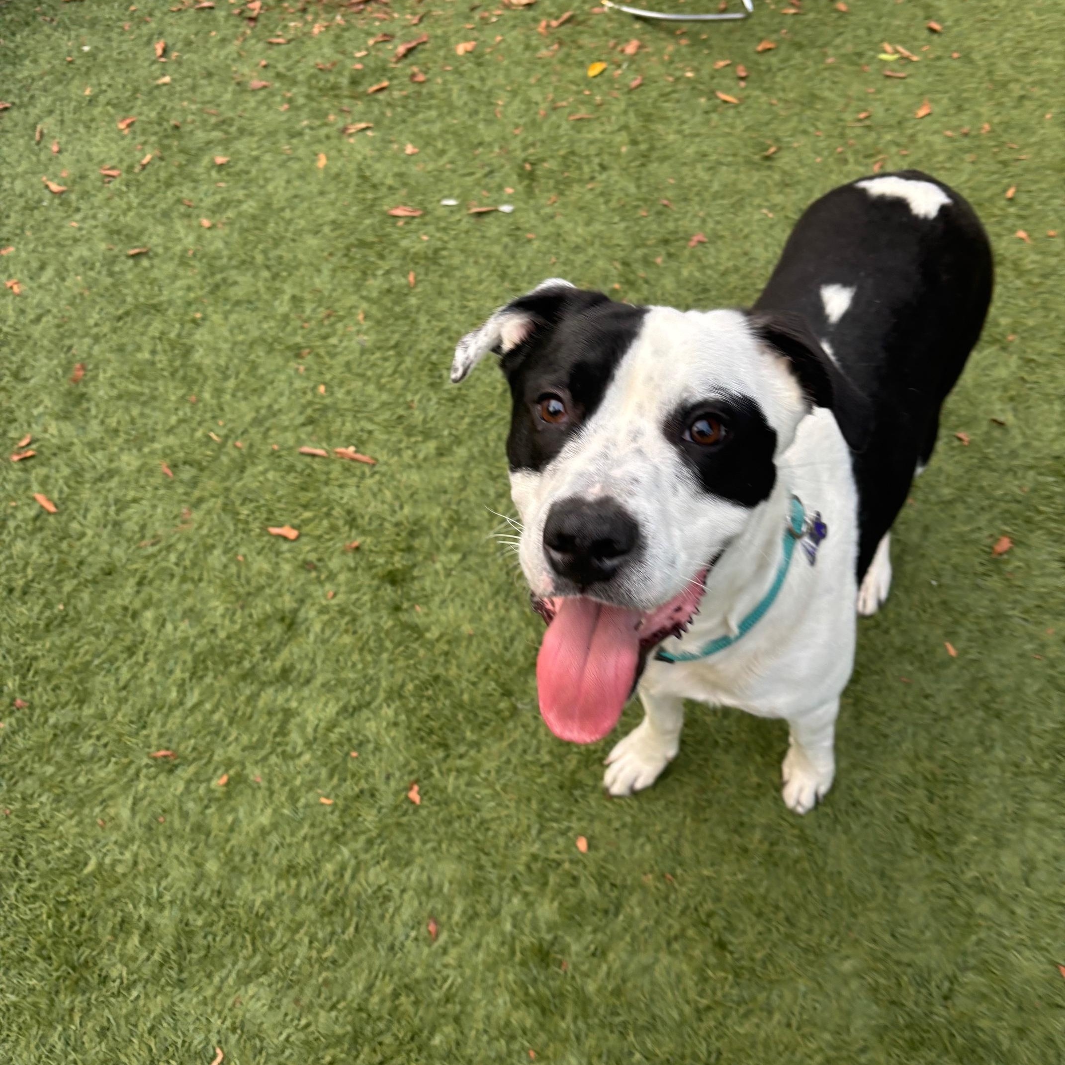 Southpaw, a Adoptable mixed breed in Cantua Creek, CA image 4/4