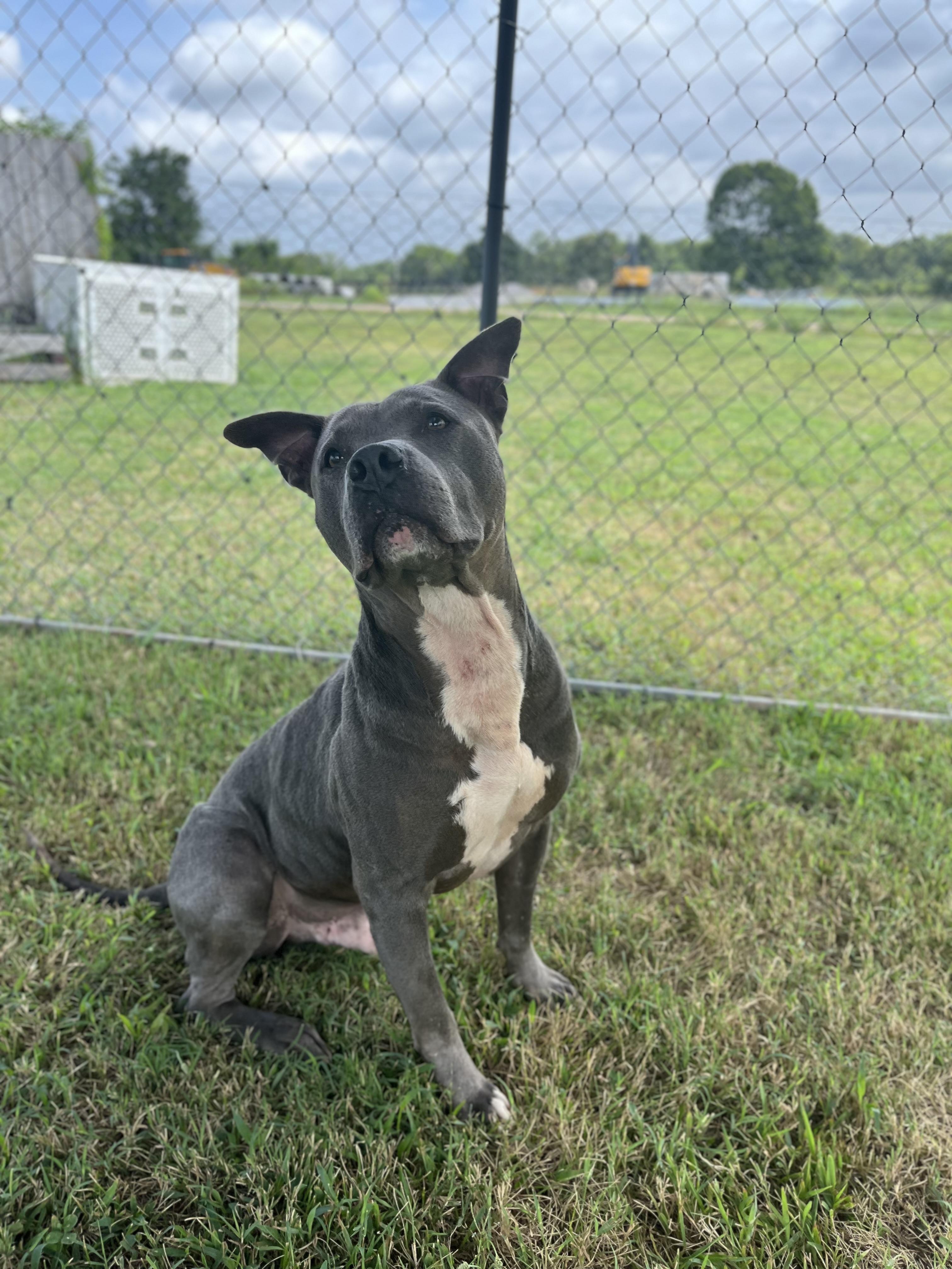 Yoda, adoptable, Adult Male Staffordshire Bull Terrier.
