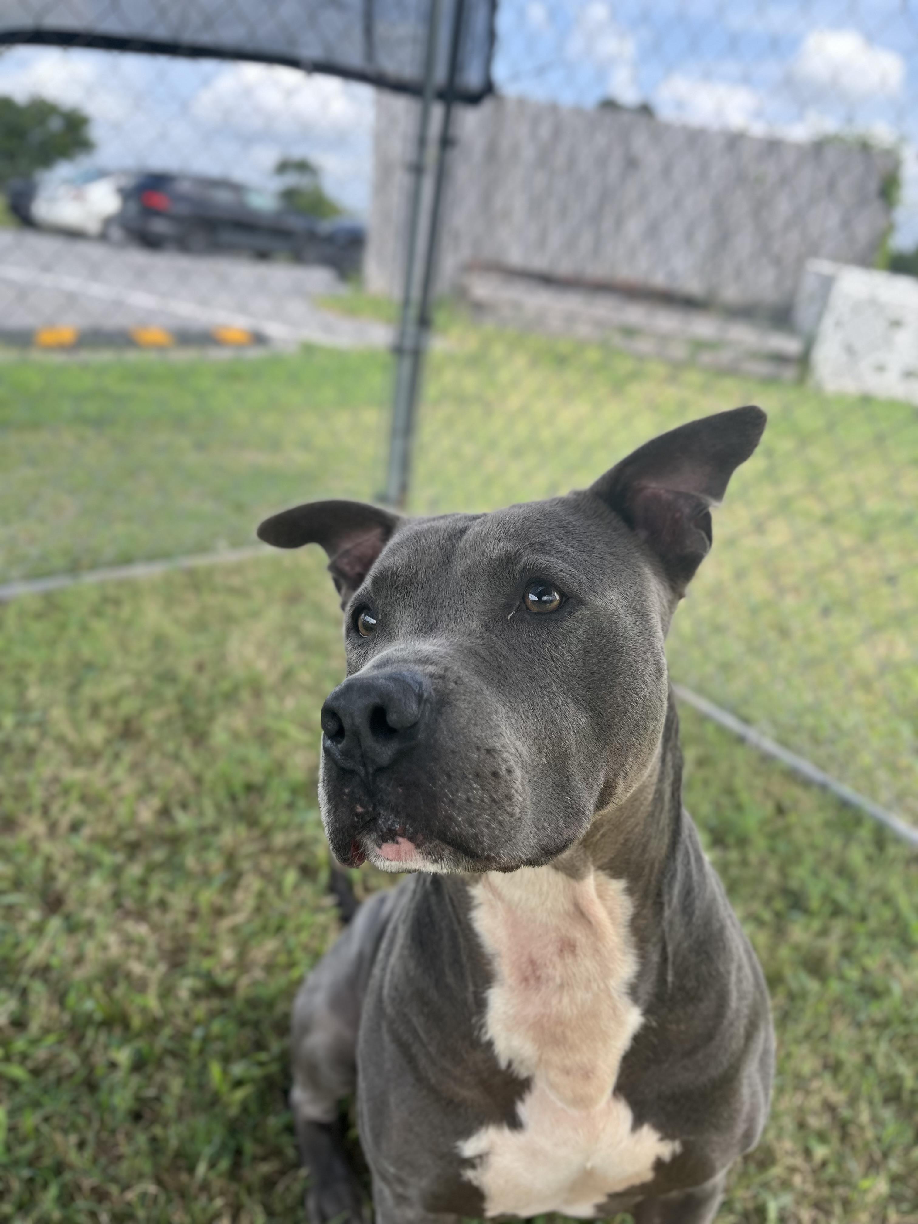 Enlarge Yoda, an adoptable Staffordshire Bull Terrier in Centerton, AR image 2/2