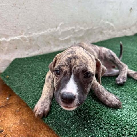 Hurley, a ADOPTABLE mixed breed in ISABELA, PR image 2/2