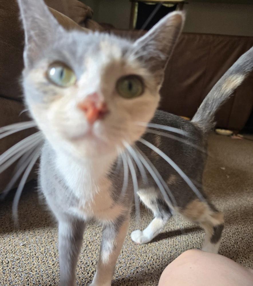 Nala May, Adoptable, Young Female Calico & Domestic Short Hair.