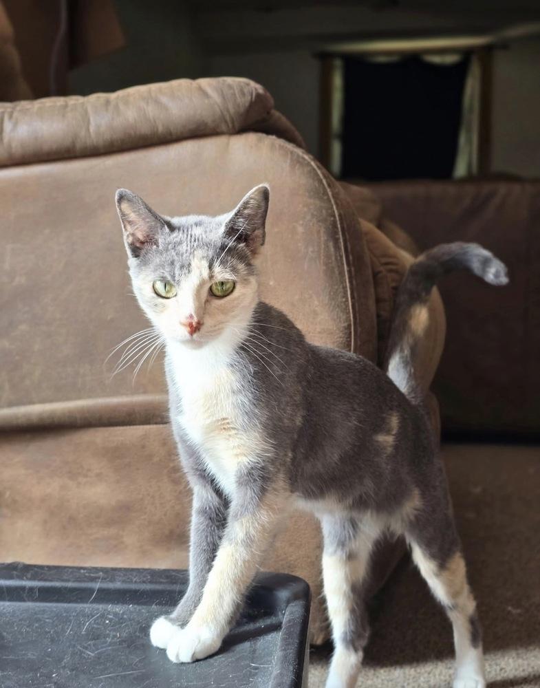 Enlarge Nala May, a Adoptable mixed breed in Poplar Grove, IL image 3/6