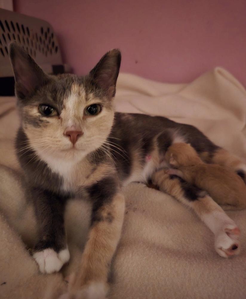 Enlarge Nala May, a Adoptable mixed breed in Poplar Grove, IL image 4/6