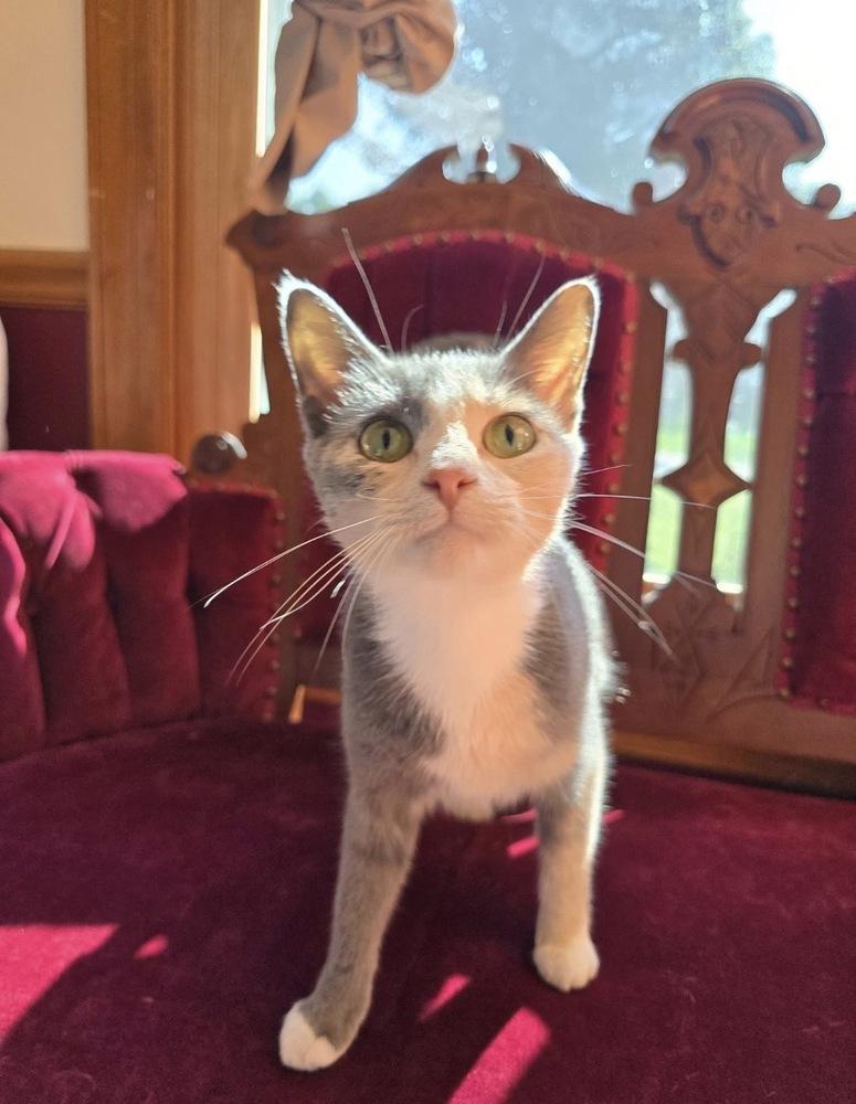 Enlarge Nala May, a Adoptable mixed breed in Poplar Grove, IL image 5/6