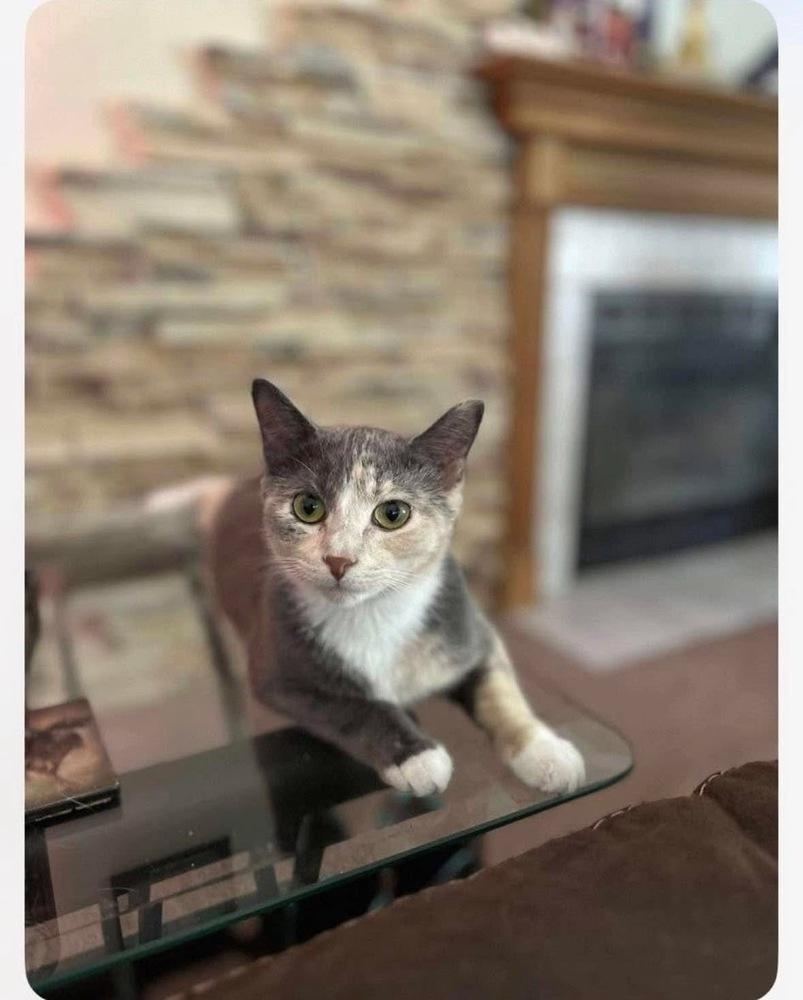 Enlarge Nala May, a Adoptable mixed breed in Poplar Grove, IL image 6/6