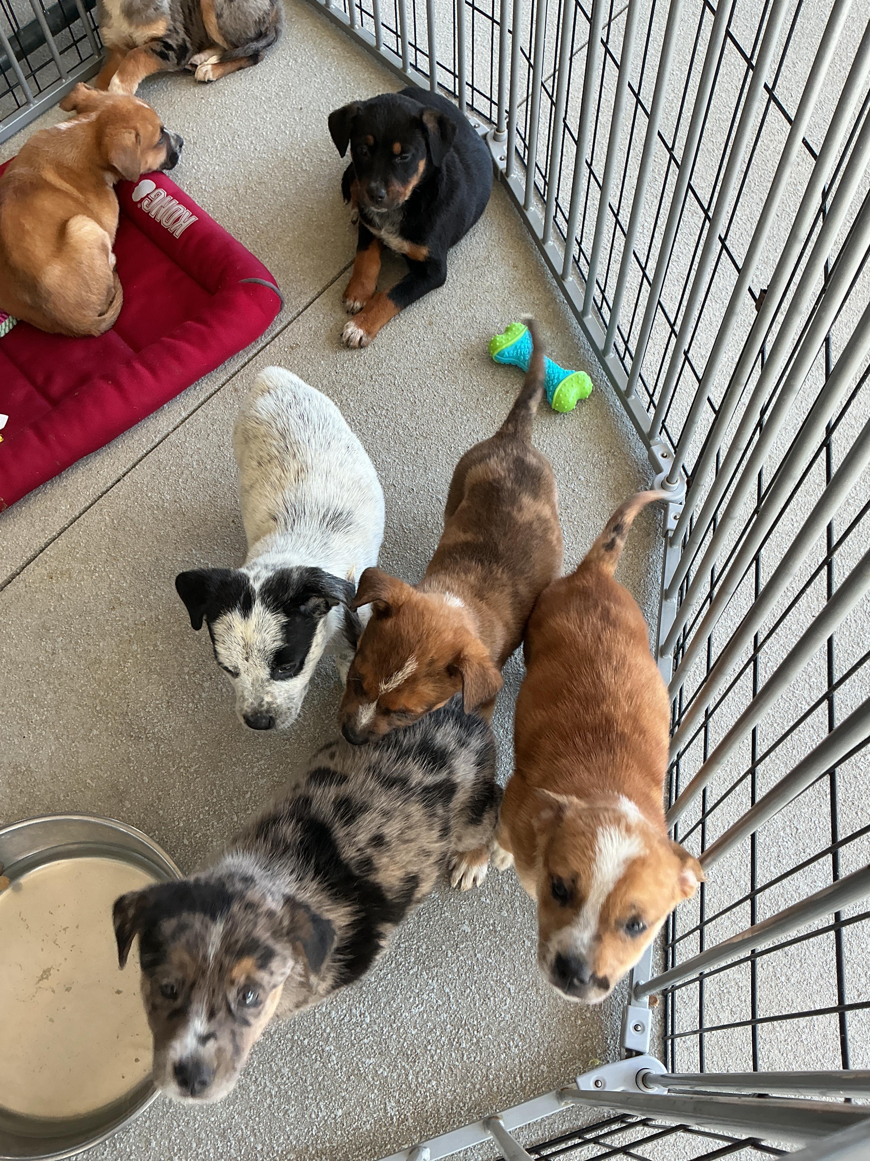 Enlarge Puppies, a ADOPTABLE mixed breed in thomson, GA image 3/4