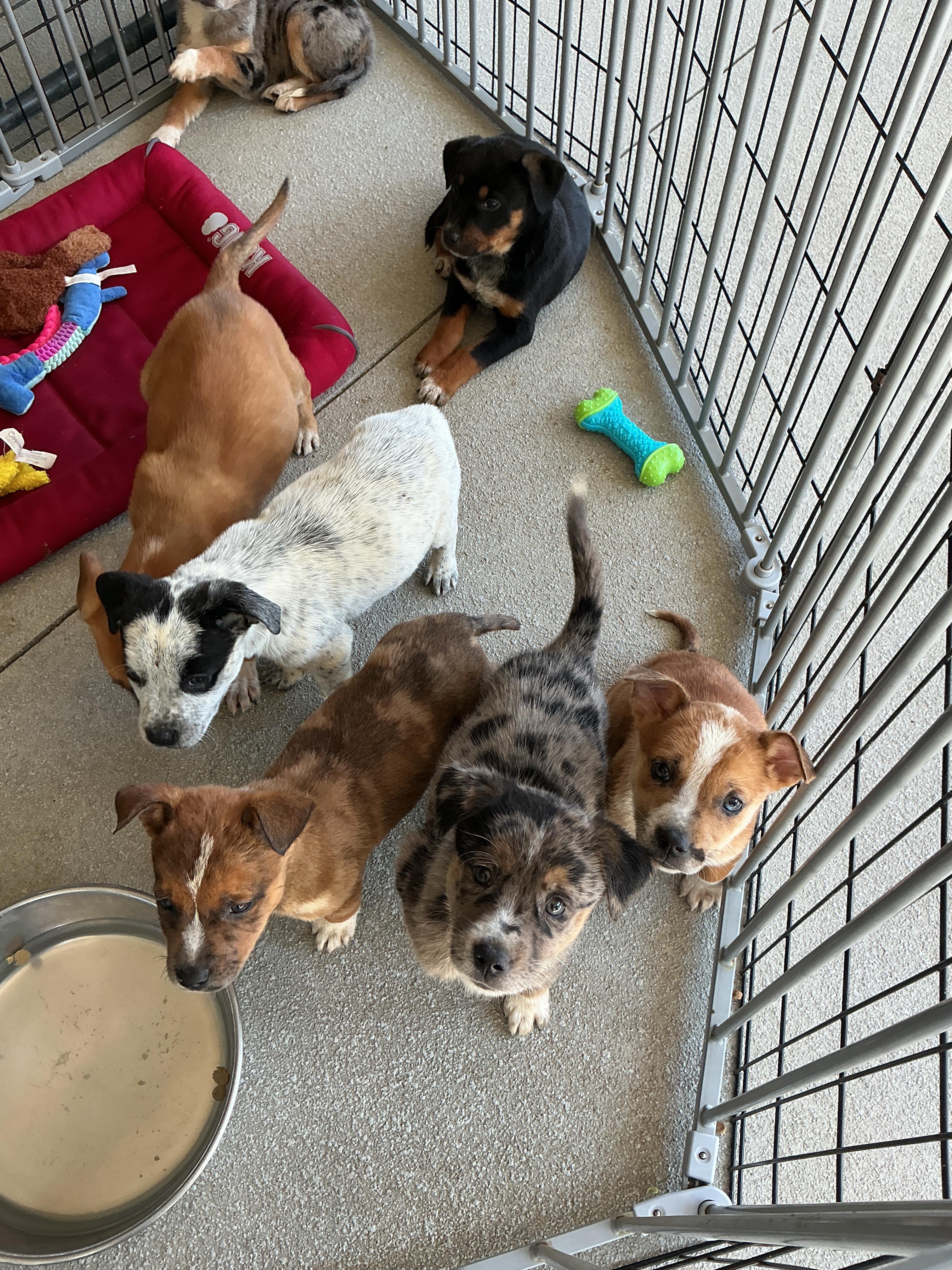 Puppies, ADOPTABLE, Puppy Female Australian Cattle Dog / Blue Heeler.