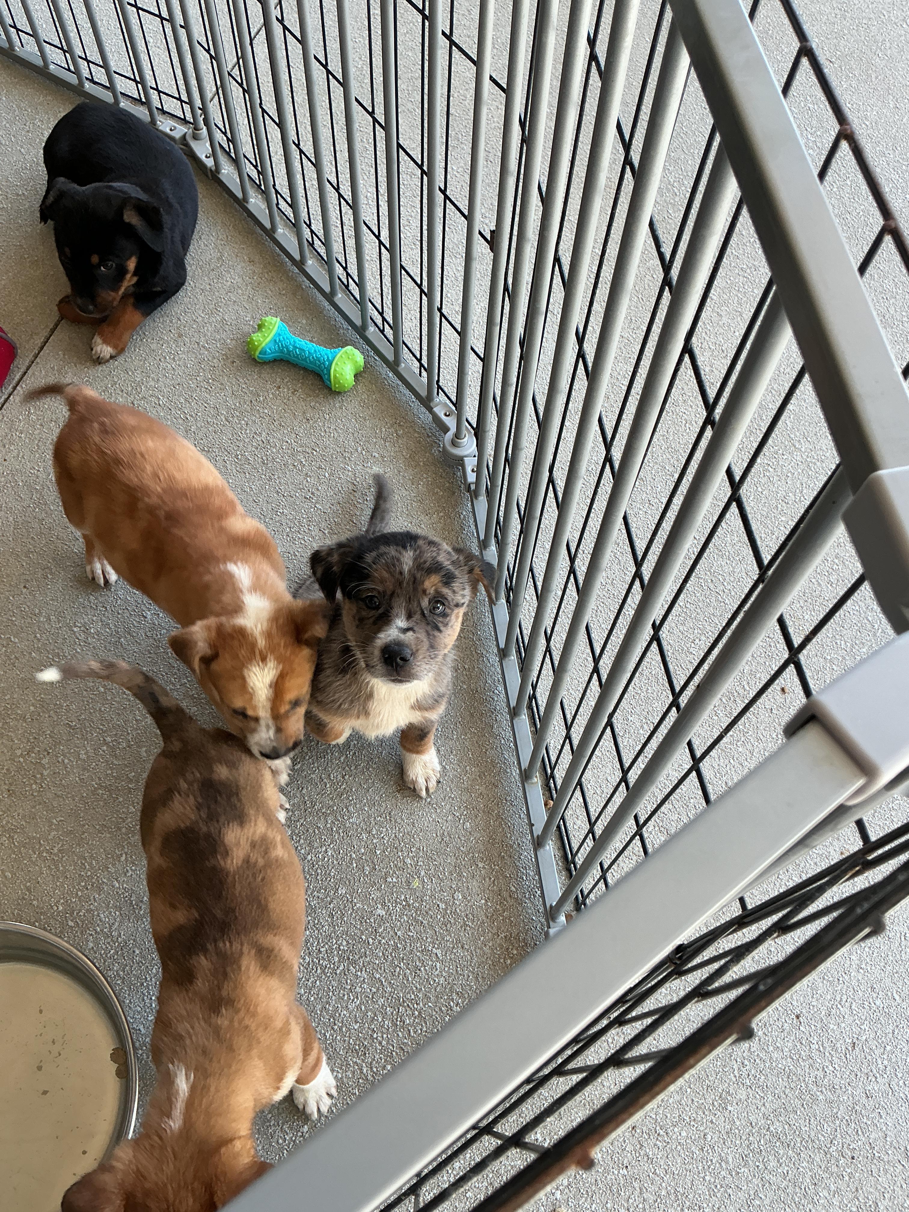 Enlarge Puppies, a ADOPTABLE mixed breed in thomson, GA image 2/4