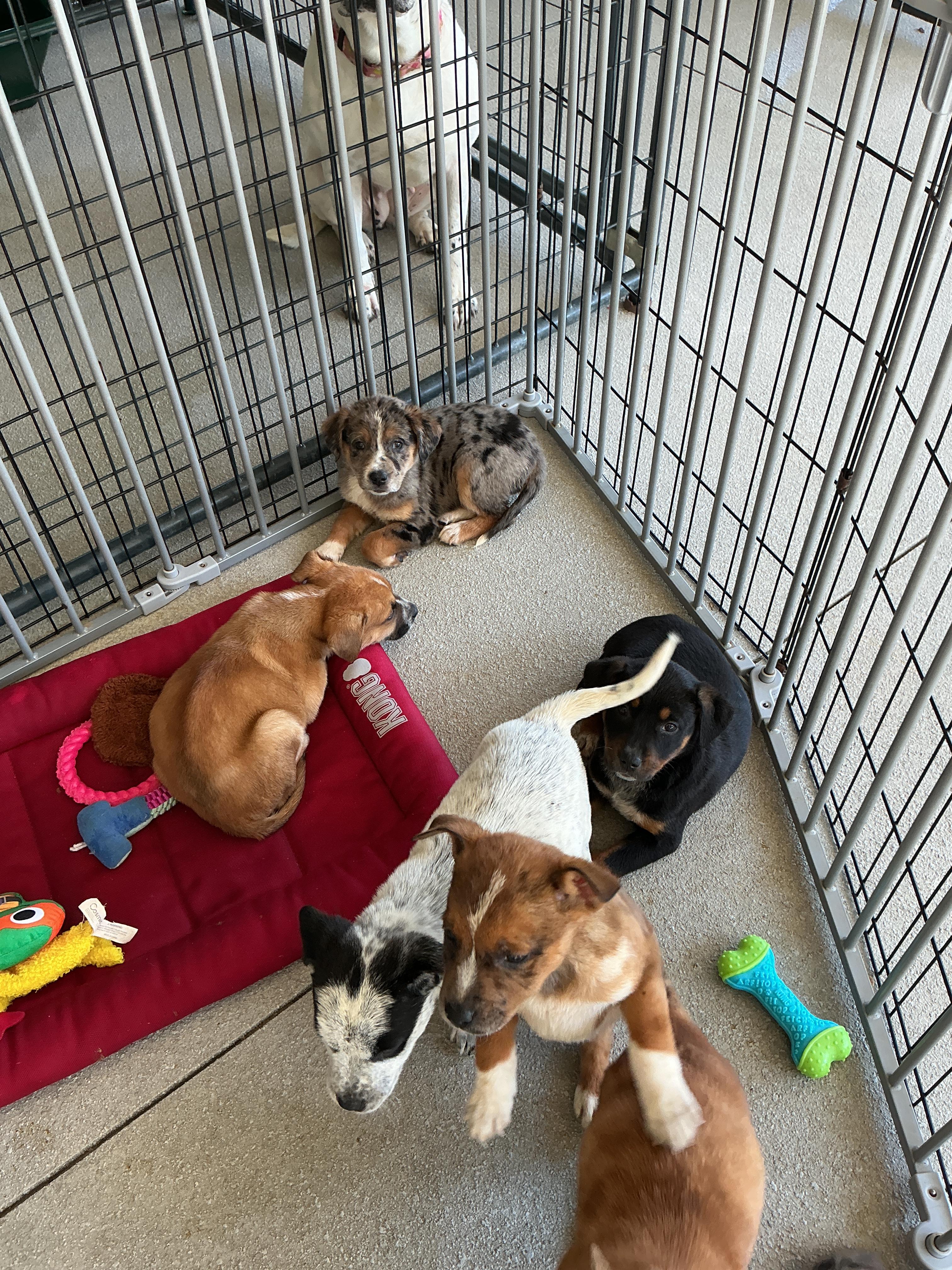 Enlarge Puppies, a ADOPTABLE mixed breed in thomson, GA image 4/4