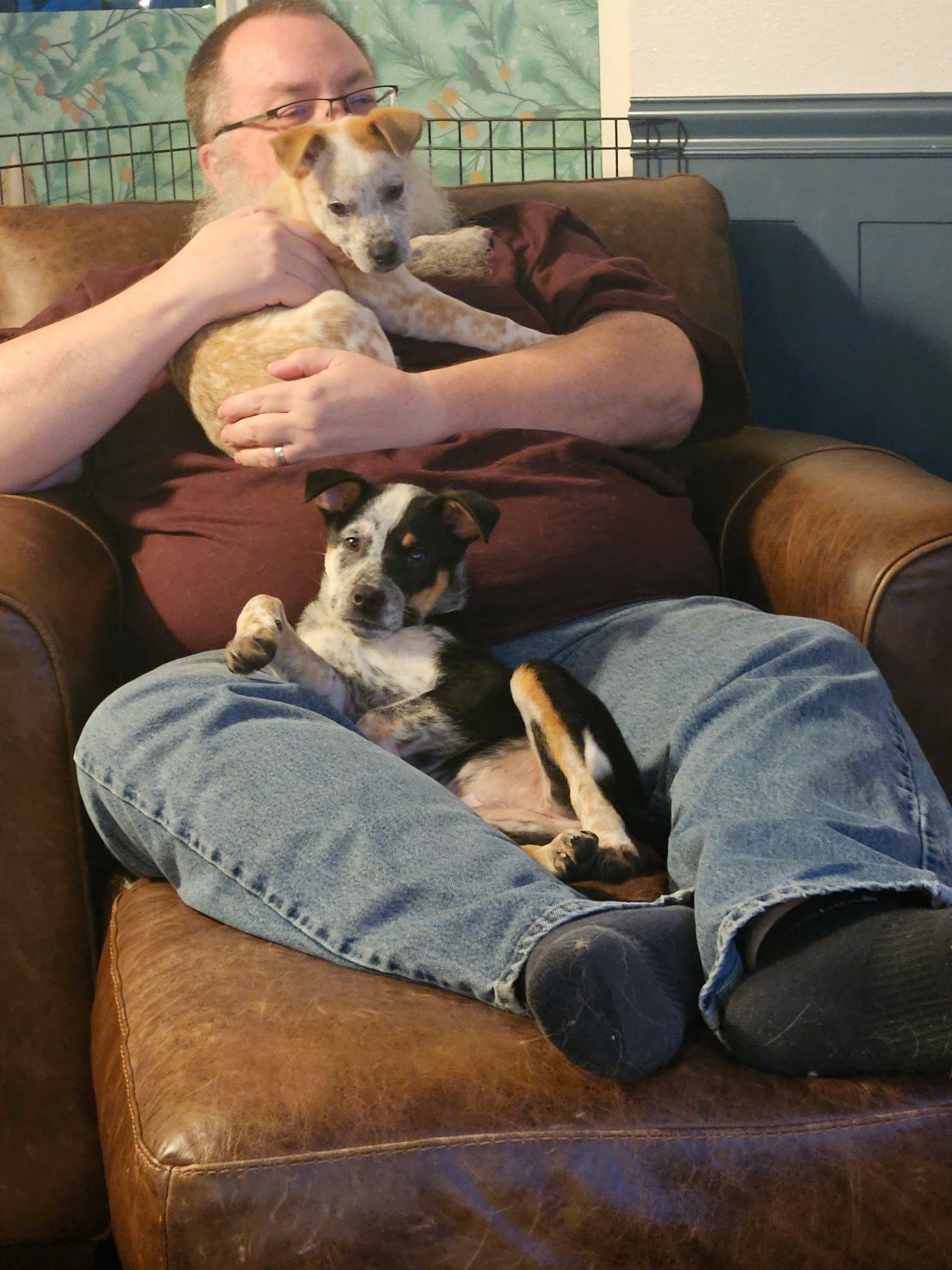 Selene, an adopted mixed breed in Salem, OR image 4/5