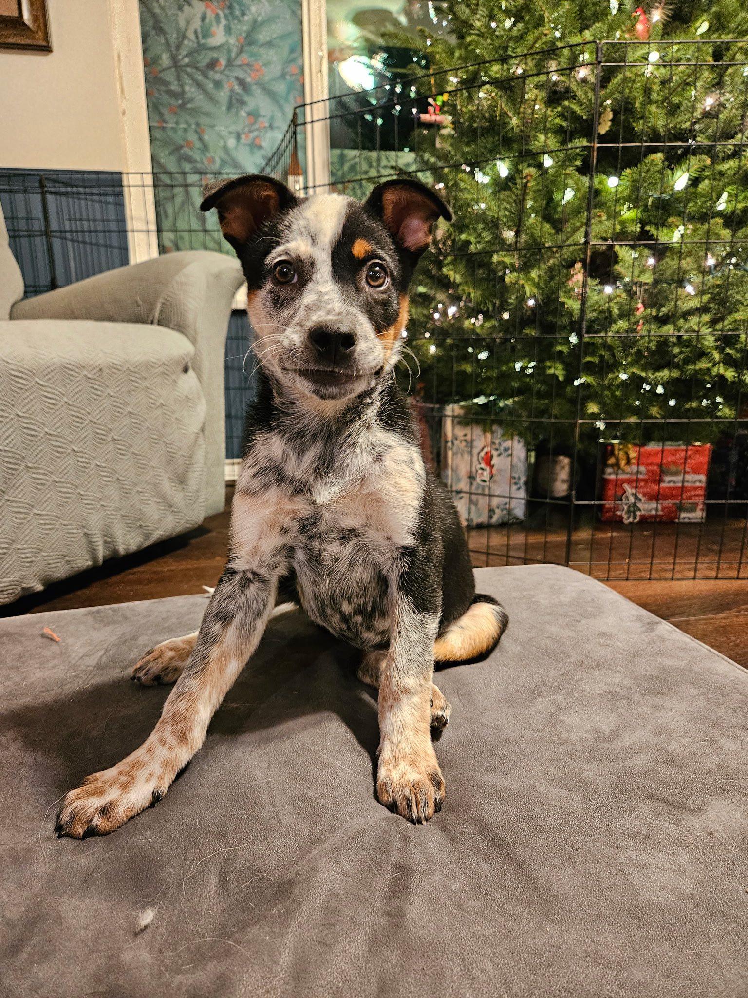 Selene, an adopted mixed breed in Salem, OR image 2/5