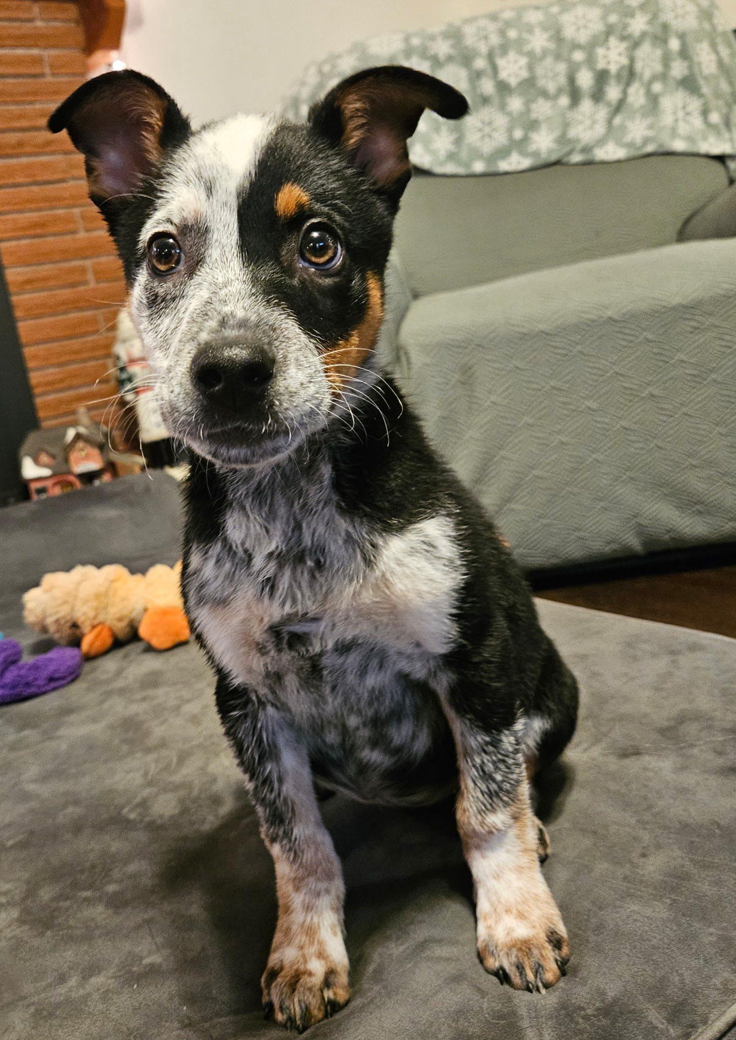 Selene, an adopted mixed breed in Salem, OR image 5/5