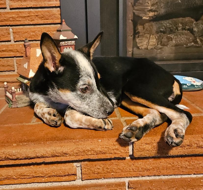 Selene, an adopted mixed breed in Salem, OR image 3/5