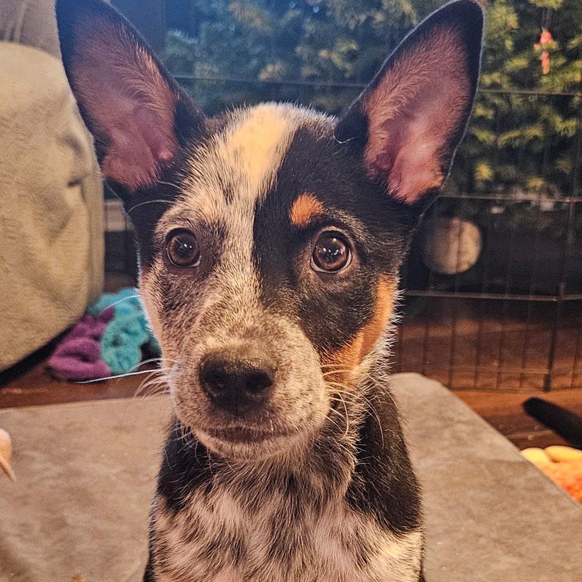 Selene, adopted, Puppy Female Australian Cattle Dog / Blue Heeler.