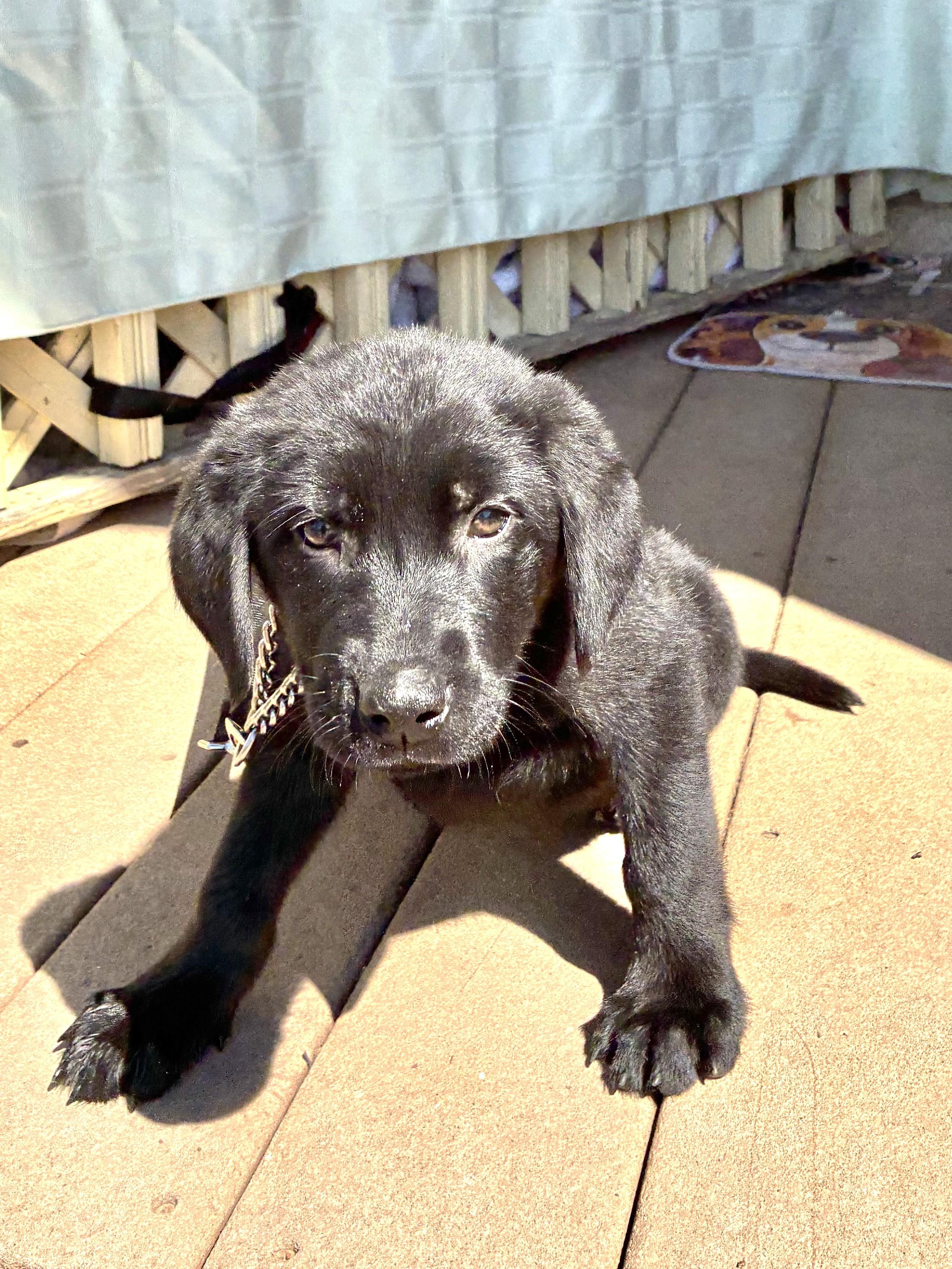 Enlarge Nougat, an adopted Flat-Coated Retriever in West Chicago, IL image 3/3