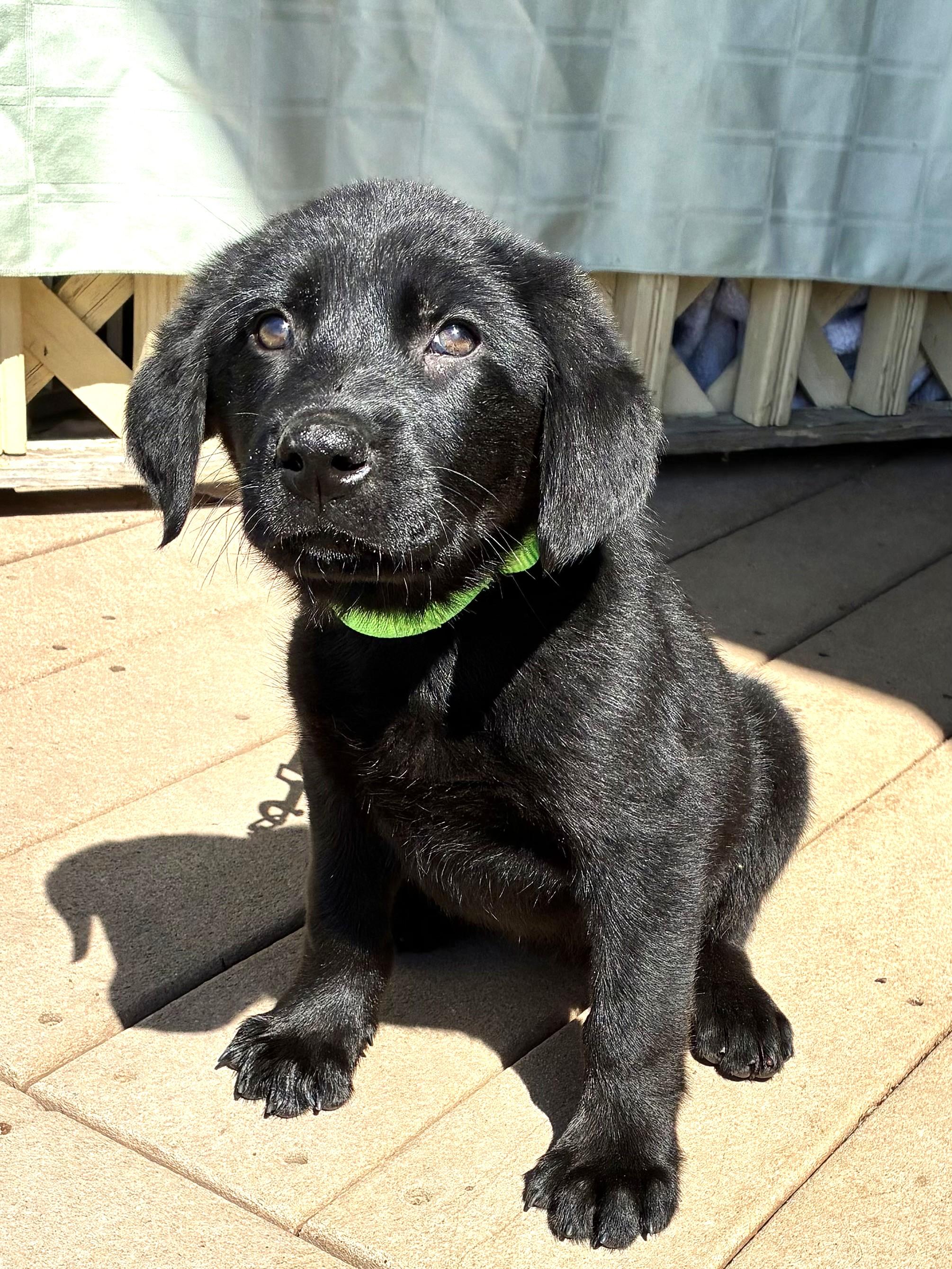 Enlarge Nougat, an adopted Flat-Coated Retriever in West Chicago, IL image 1/3