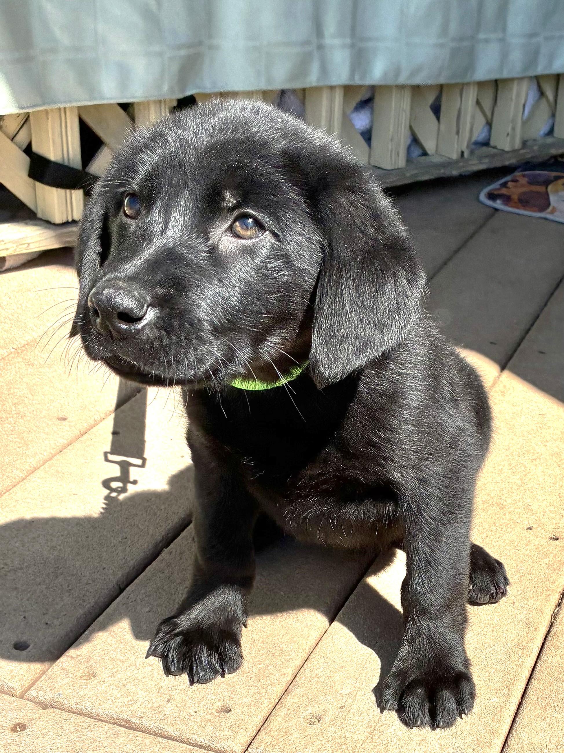 Enlarge Nougat, an adopted Flat-Coated Retriever in West Chicago, IL image 2/3