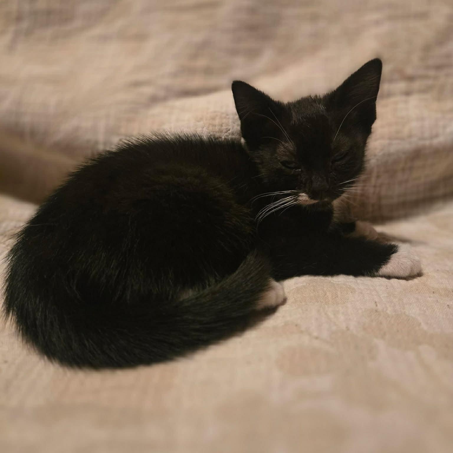 Enlarge Oakley, a ADOPTABLE Domestic Short Hair in Aberdeen, NC image 2/2