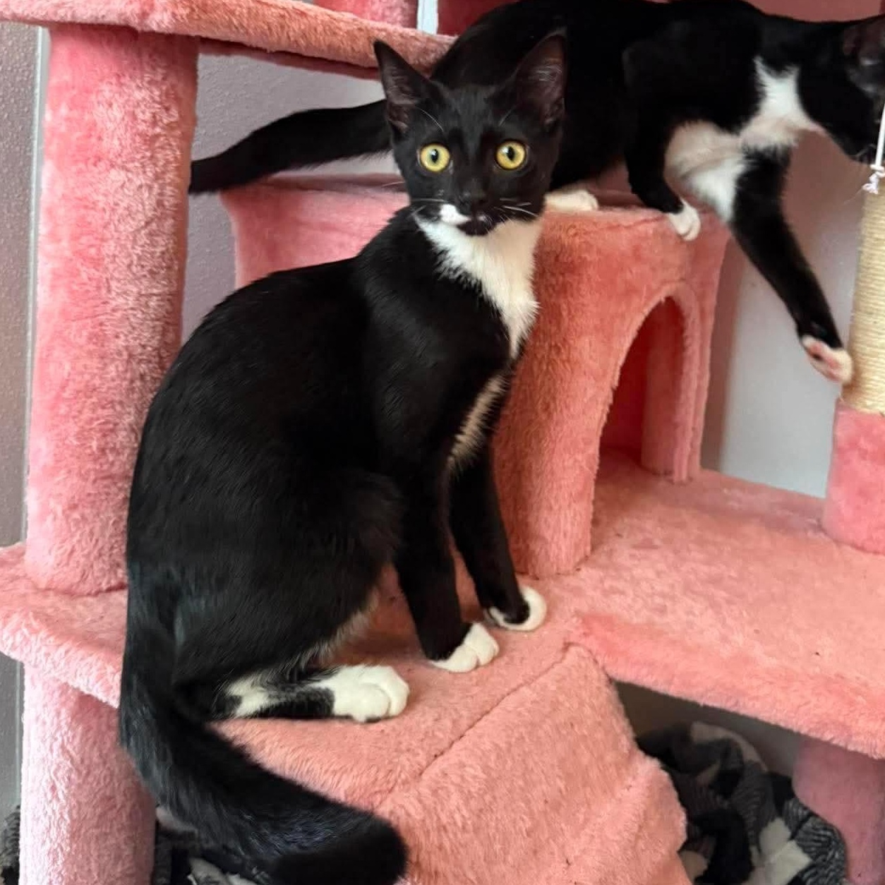 Enlarge Oakley, a ADOPTABLE Domestic Short Hair in Aberdeen, NC image 1/2