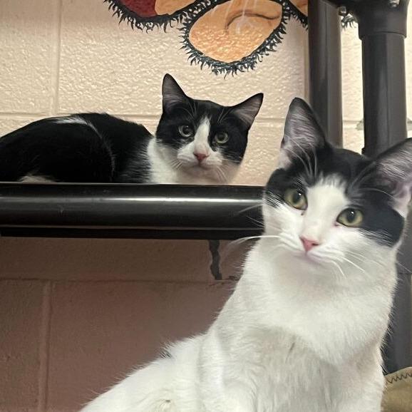 Sugar, Adoptable, Young Female Domestic Short Hair.