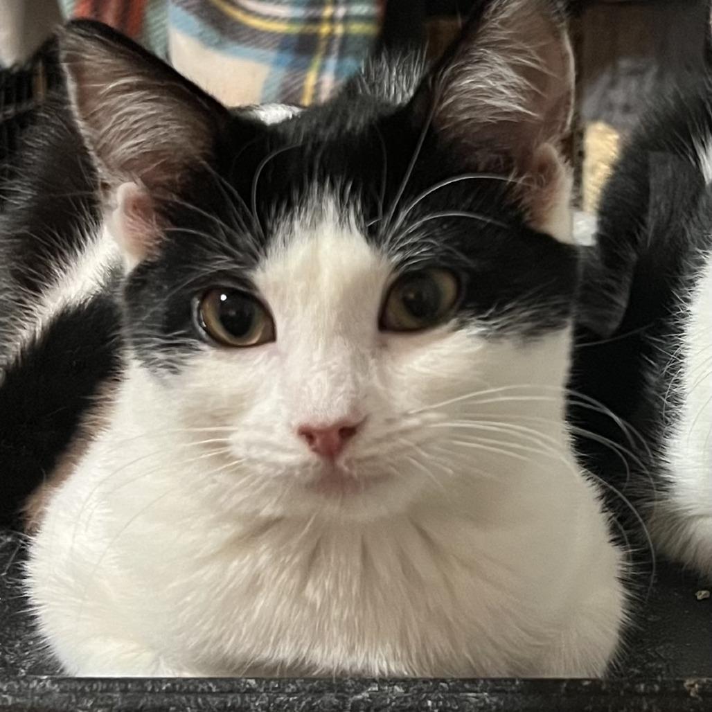 Enlarge Sugar, a Adoptable Domestic Short Hair in Owosso, MI image 2/2