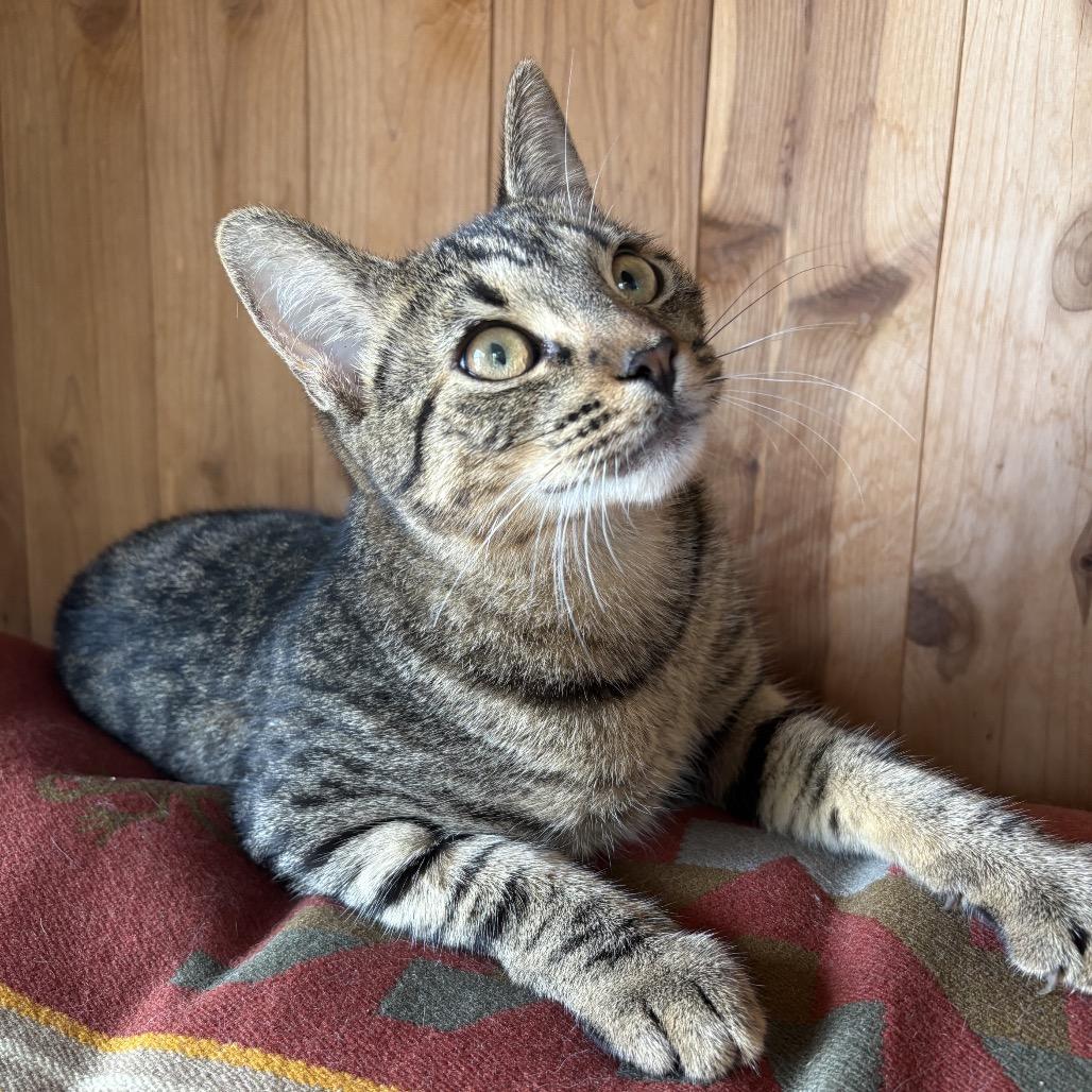 Enlarge Chico, a Adoptable Domestic Short Hair in Pahoa, HI image 1/4