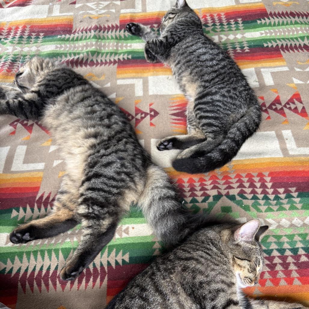 Enlarge Chico, a Adoptable Domestic Short Hair in Pahoa, HI image 2/4