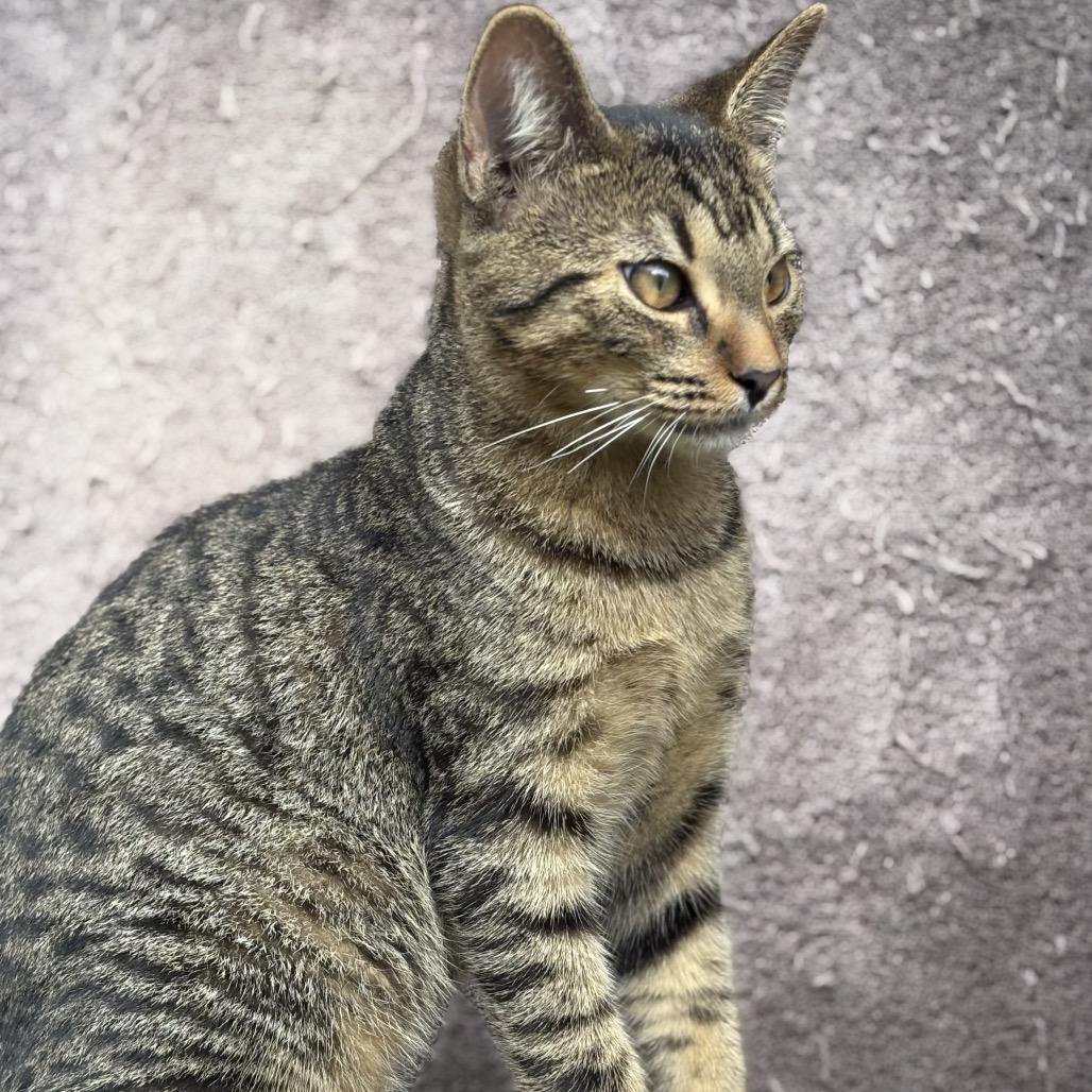 Enlarge Chico, a Adoptable Domestic Short Hair in Pahoa, HI image 3/4