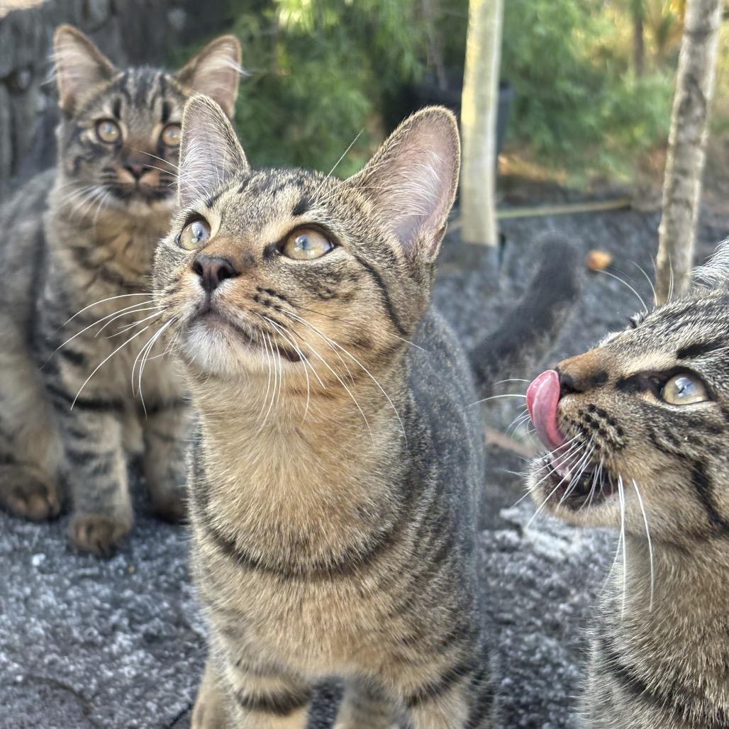 Enlarge Chico, a Adoptable Domestic Short Hair in Pahoa, HI image 4/4