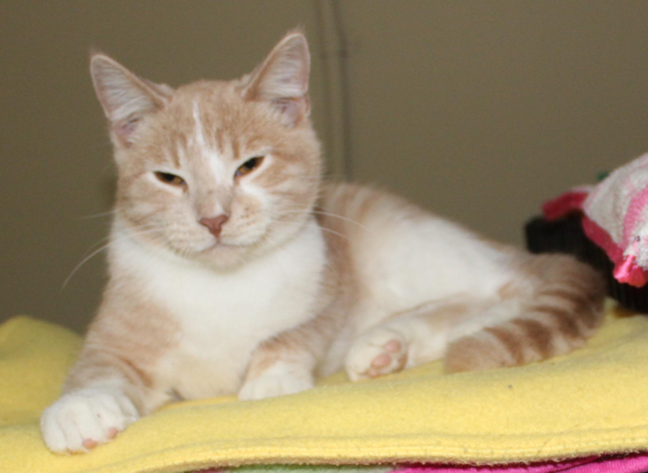 Scuttles, Adoptable, Adult Male Domestic Short Hair.