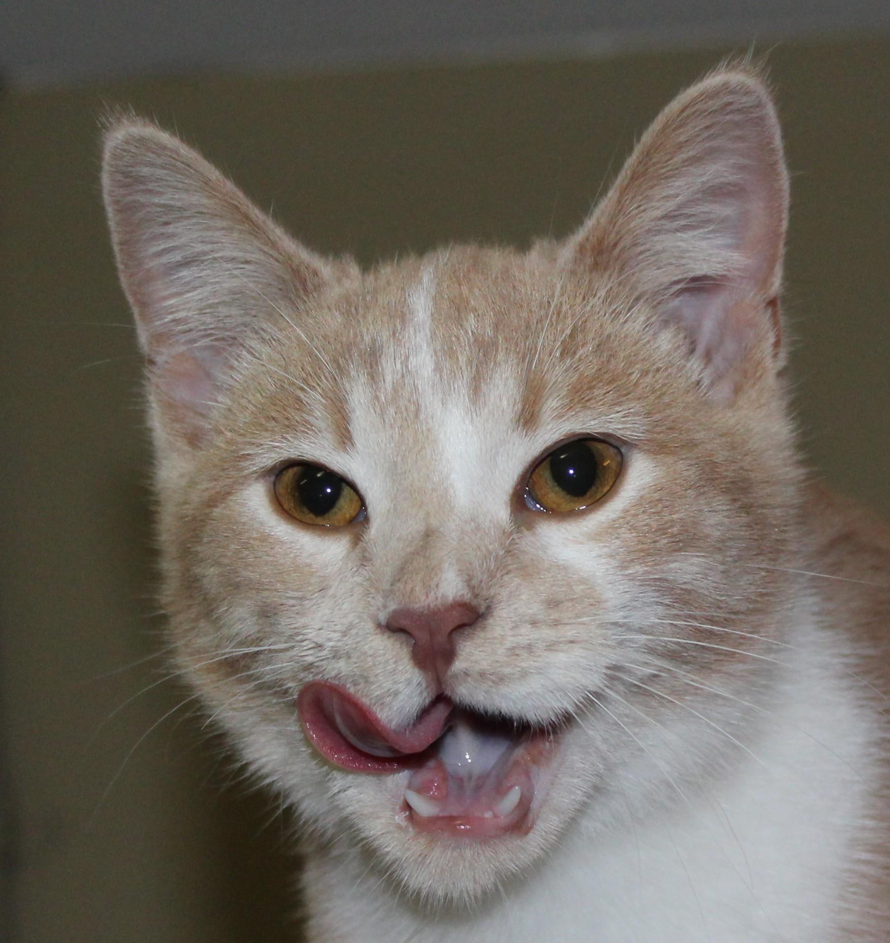 Enlarge Scuttles, a Adoptable mixed breed in Huron, SD image 2/4