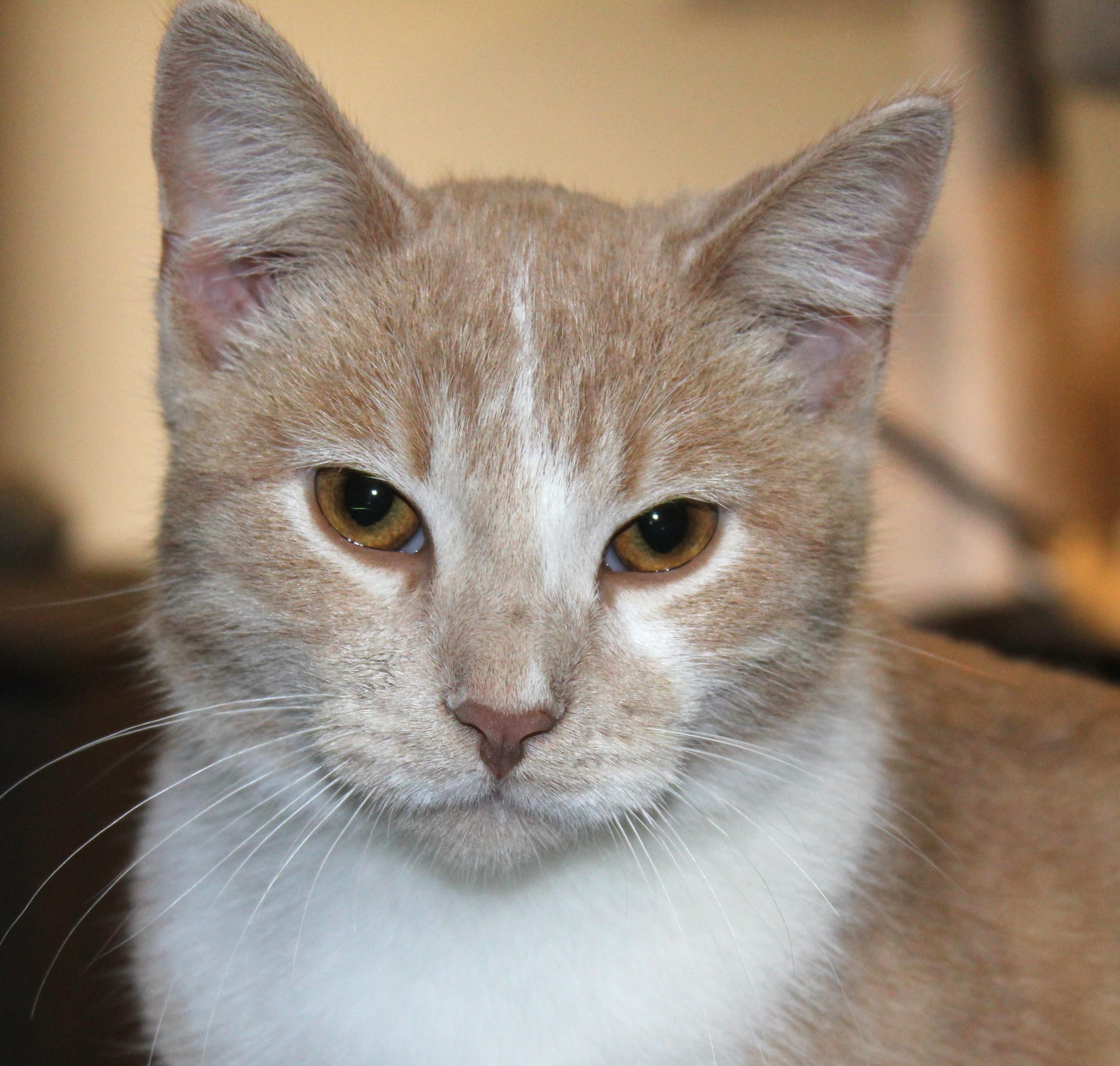 Scuttles, Adoptable, Adult Male Domestic Short Hair.