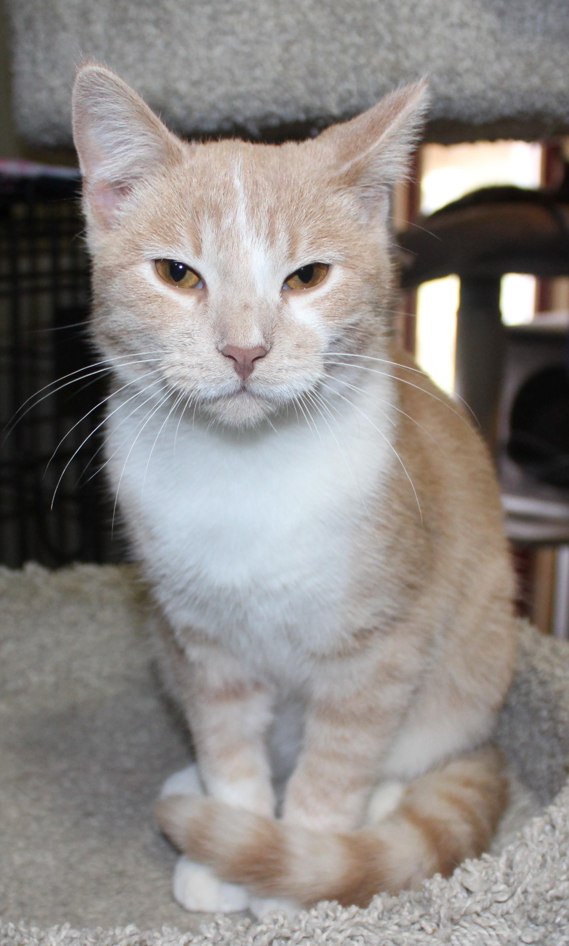 Enlarge Scuttles, a Adoptable mixed breed in Huron, SD image 4/4