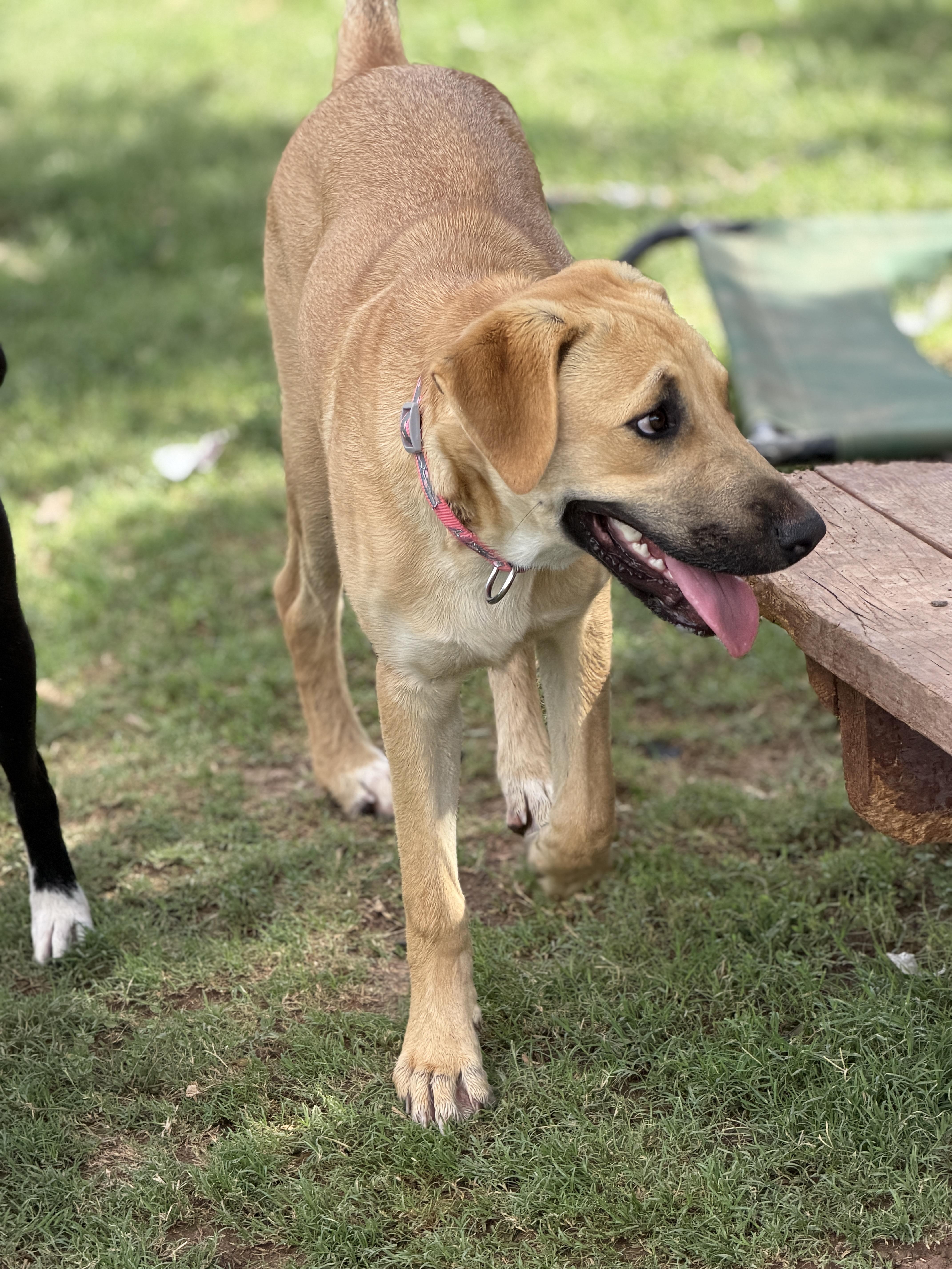 Darcy, a ADOPTABLE mixed breed in Gilbert, AZ image 4/6