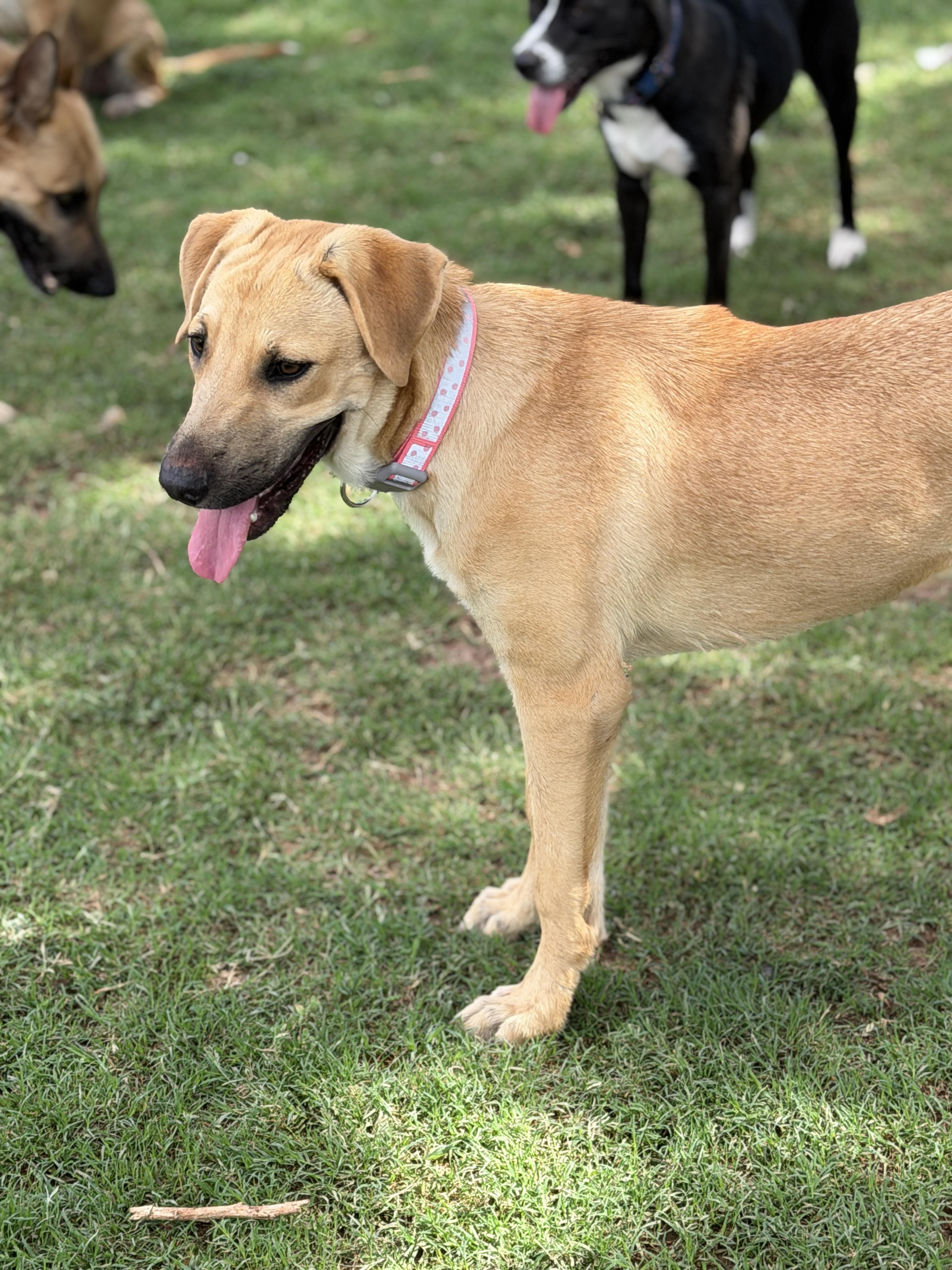 Darcy, a ADOPTABLE mixed breed in Gilbert, AZ image 3/6
