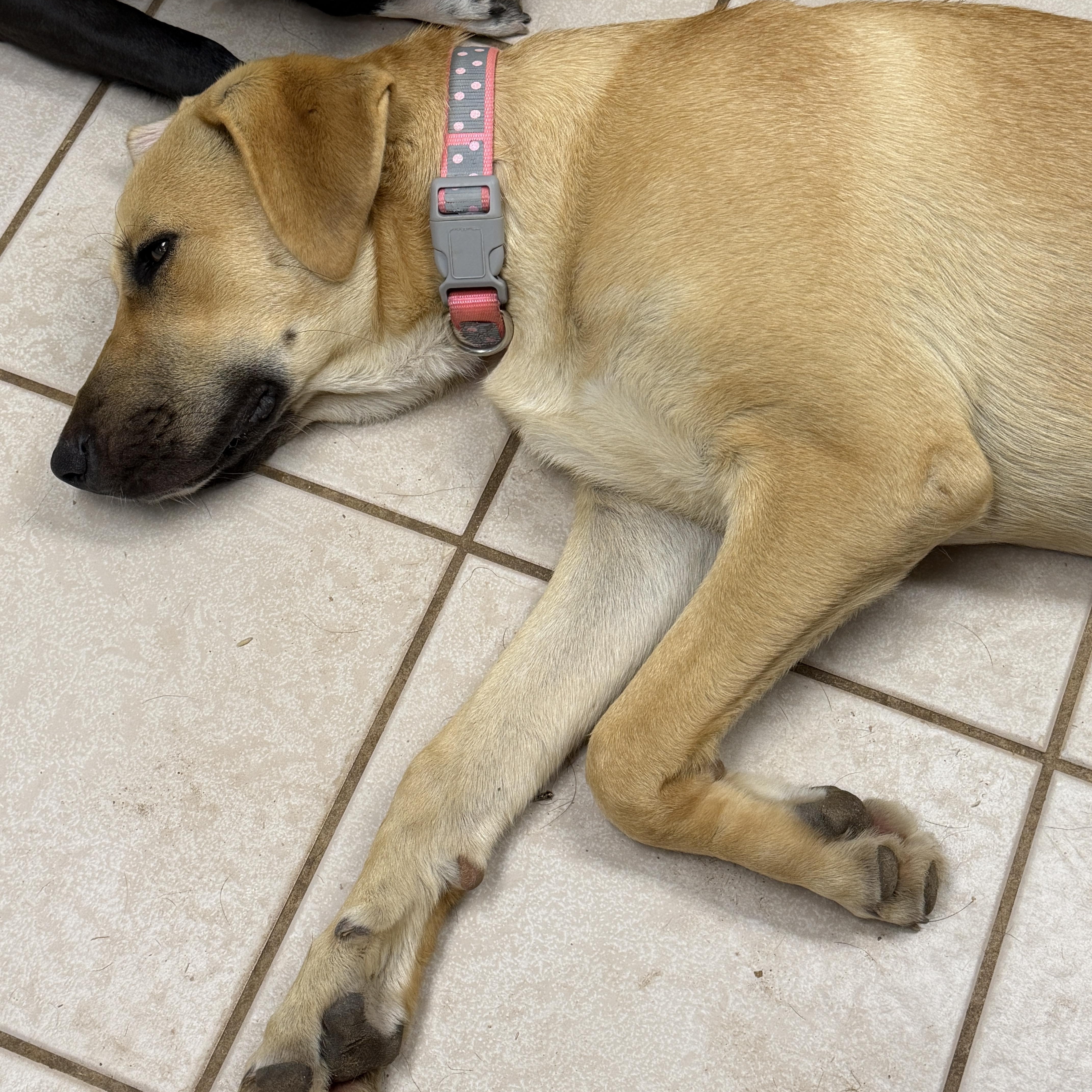 Darcy, a ADOPTABLE mixed breed in Gilbert, AZ image 6/6