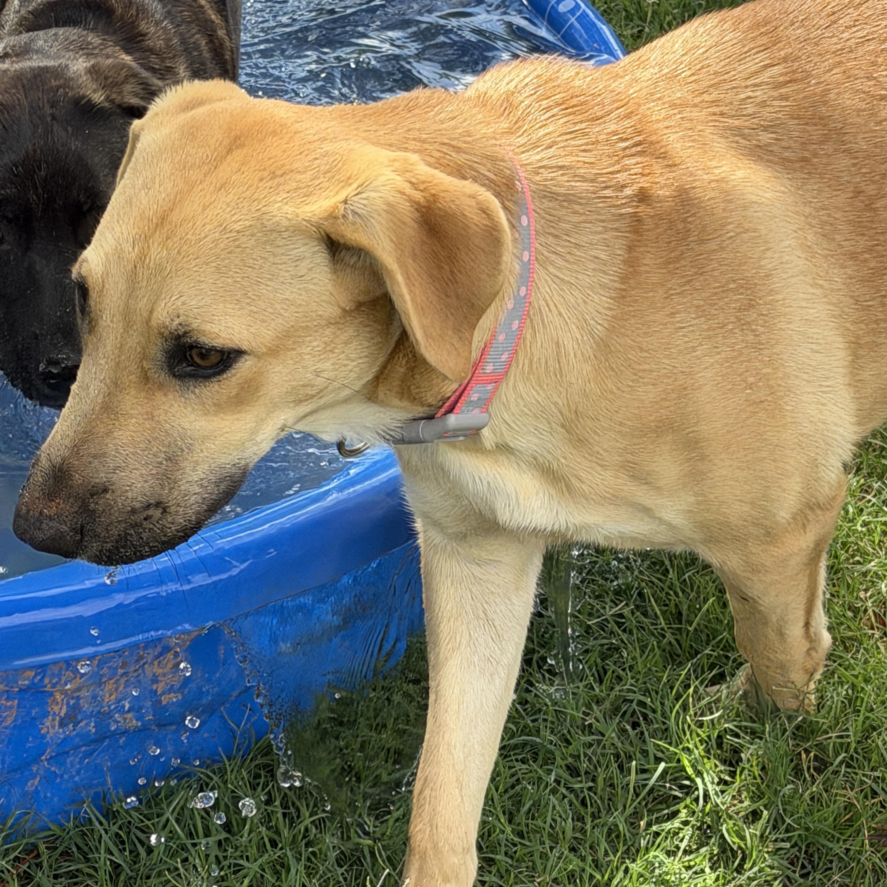 Darcy, a ADOPTABLE mixed breed in Gilbert, AZ image 5/6