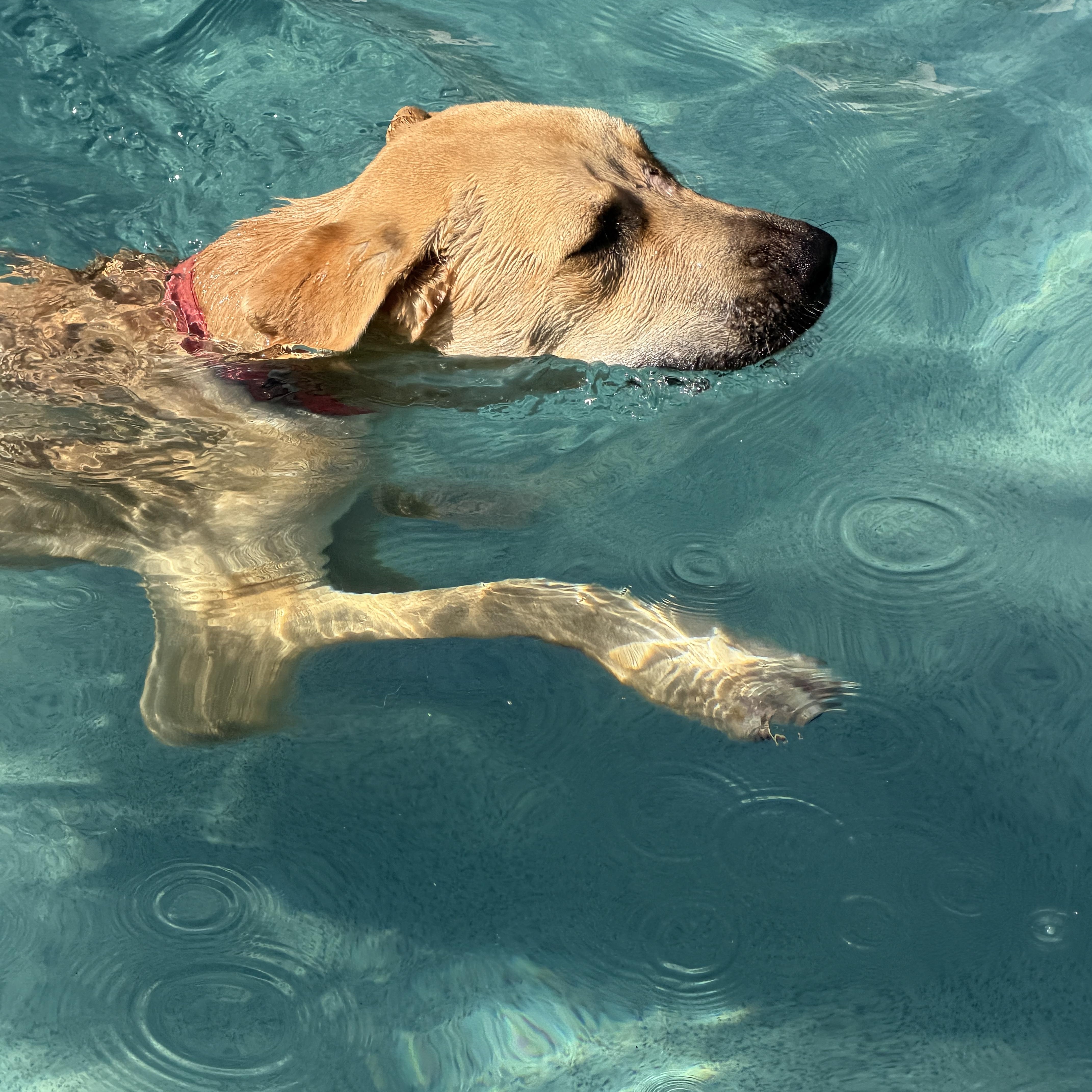 Enlarge Darcy, a ADOPTABLE mixed breed in Gilbert, AZ image 6/6