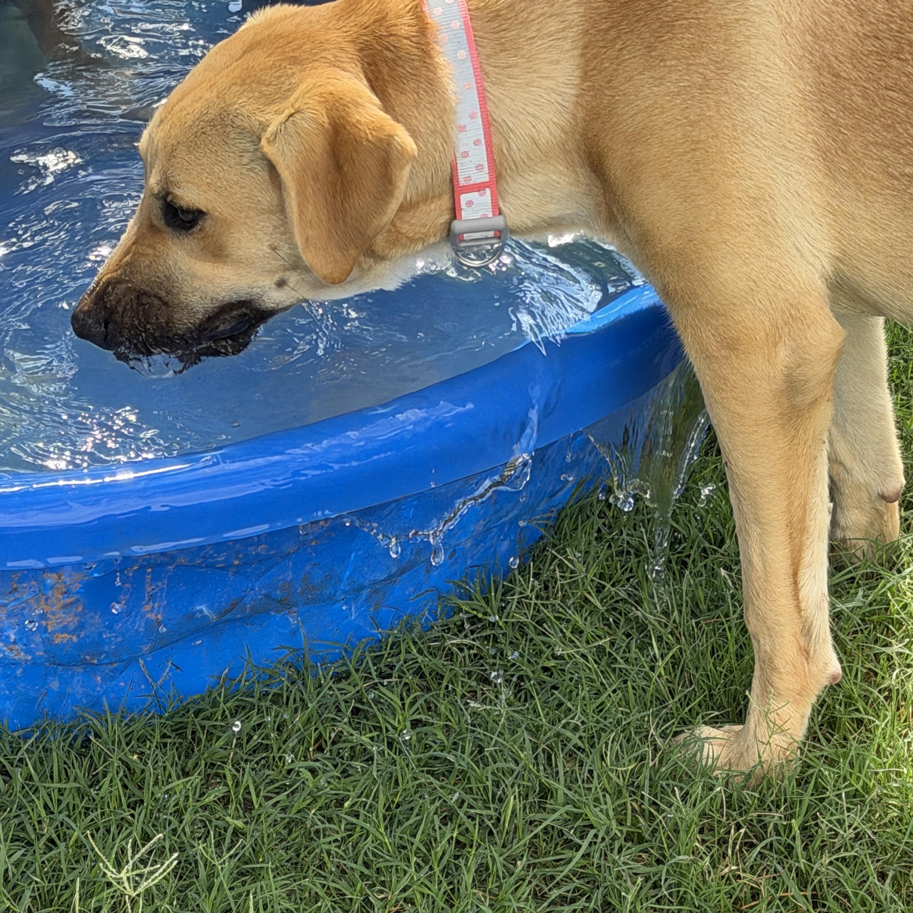 Darcy, a ADOPTABLE mixed breed in Gilbert, AZ image 2/6
