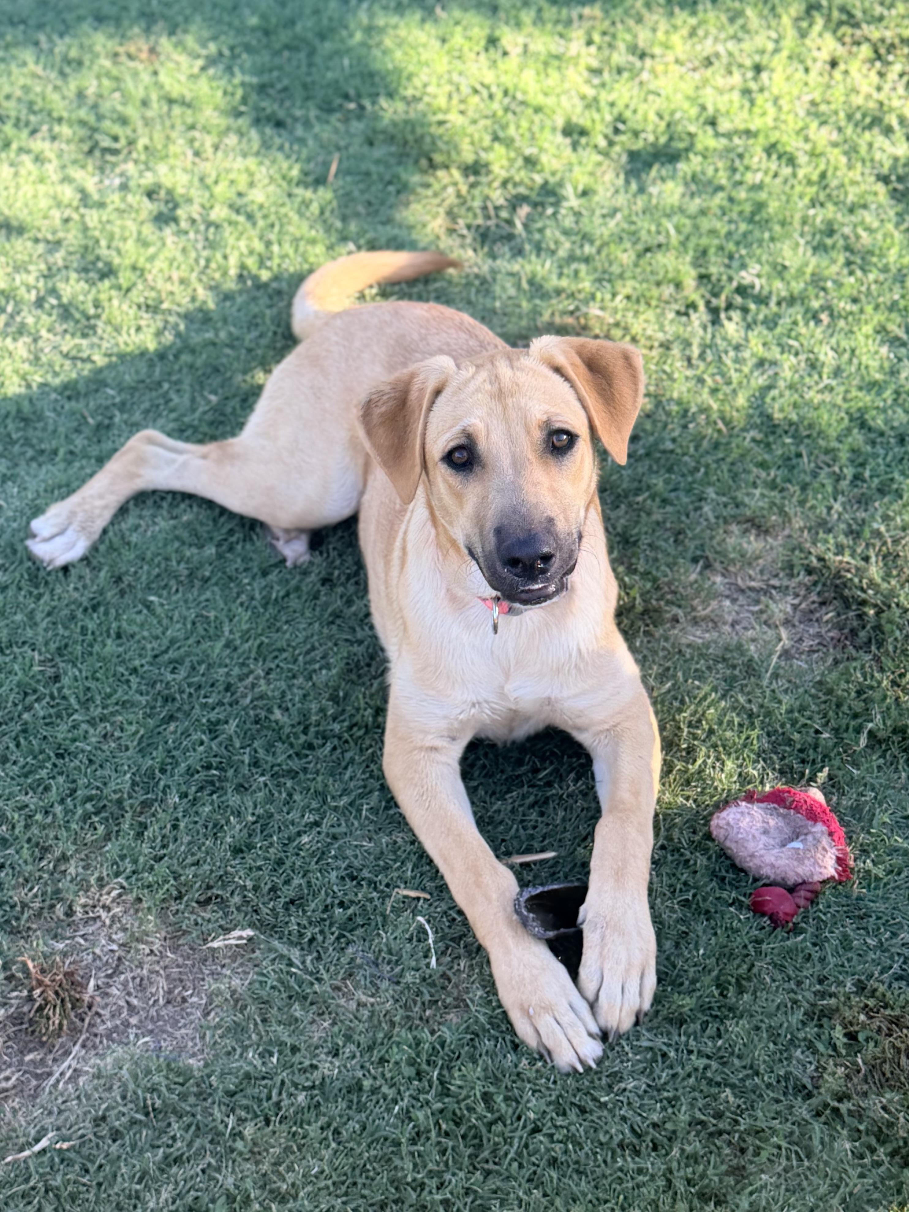 Enlarge Darcy, a ADOPTABLE mixed breed in Gilbert, AZ image 4/6