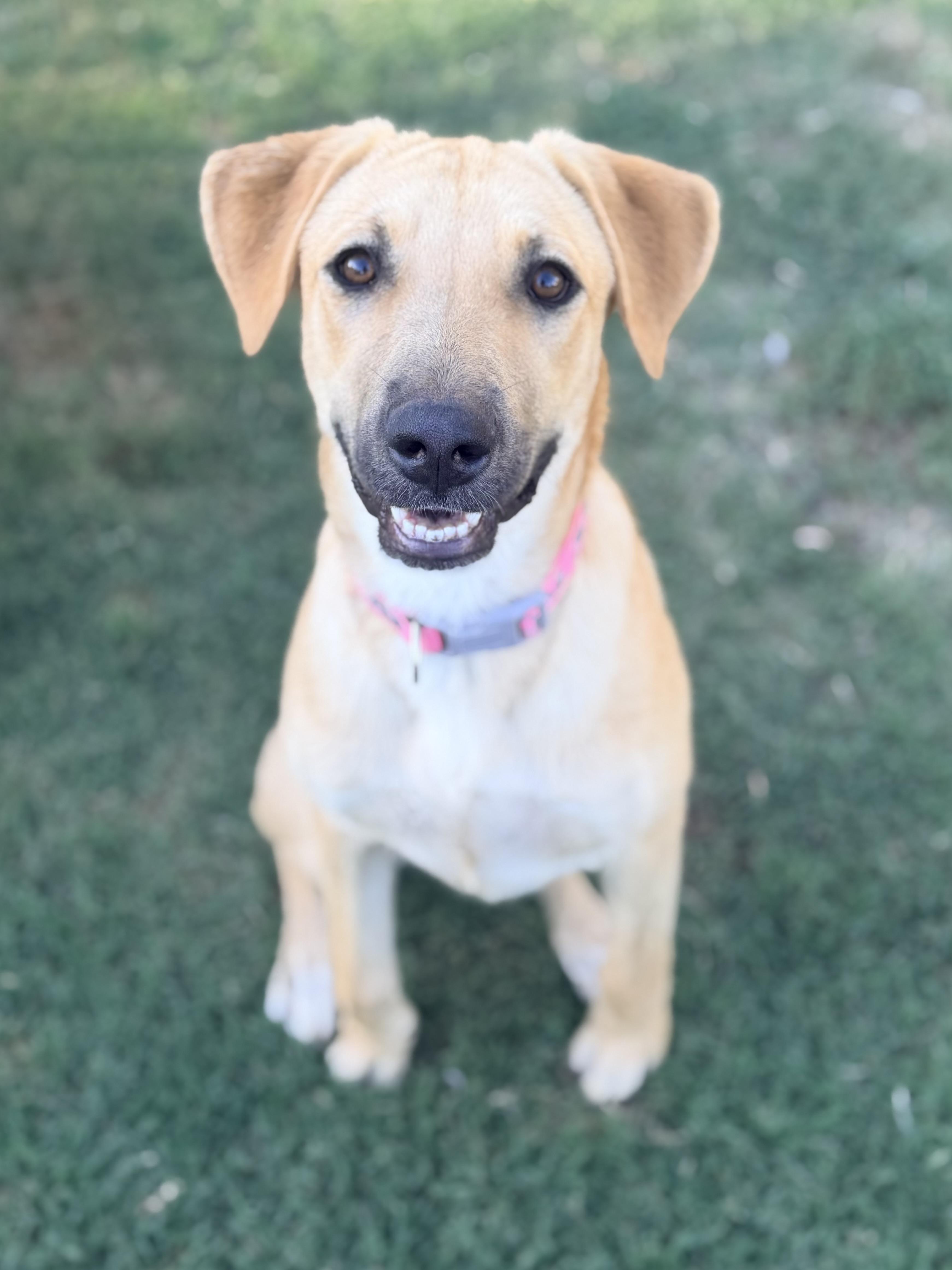 Enlarge Darcy, a ADOPTABLE mixed breed in Gilbert, AZ image 2/6