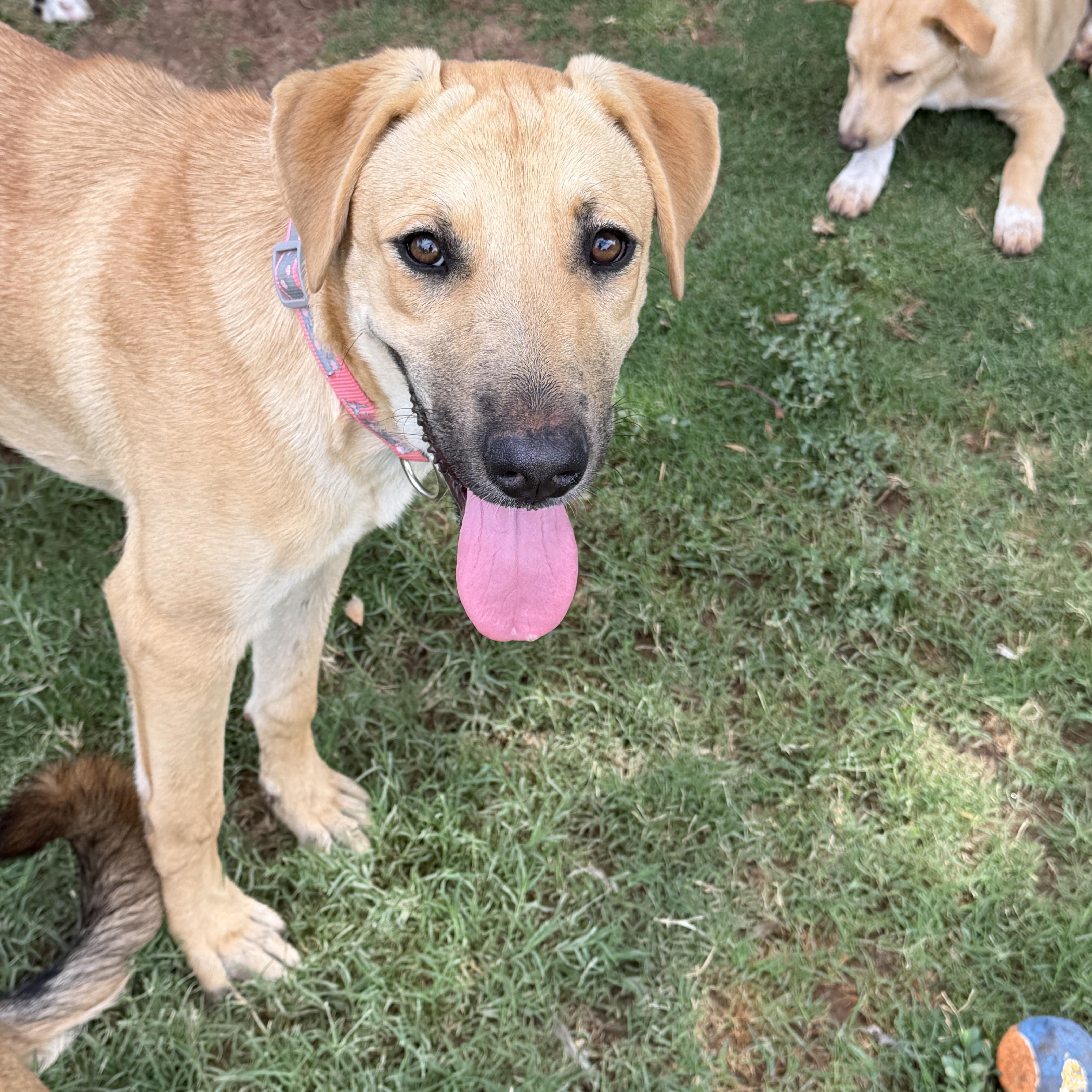 Darcy, ADOPTABLE, Young Female Black Mouth Cur & Yellow Labrador Retriever.