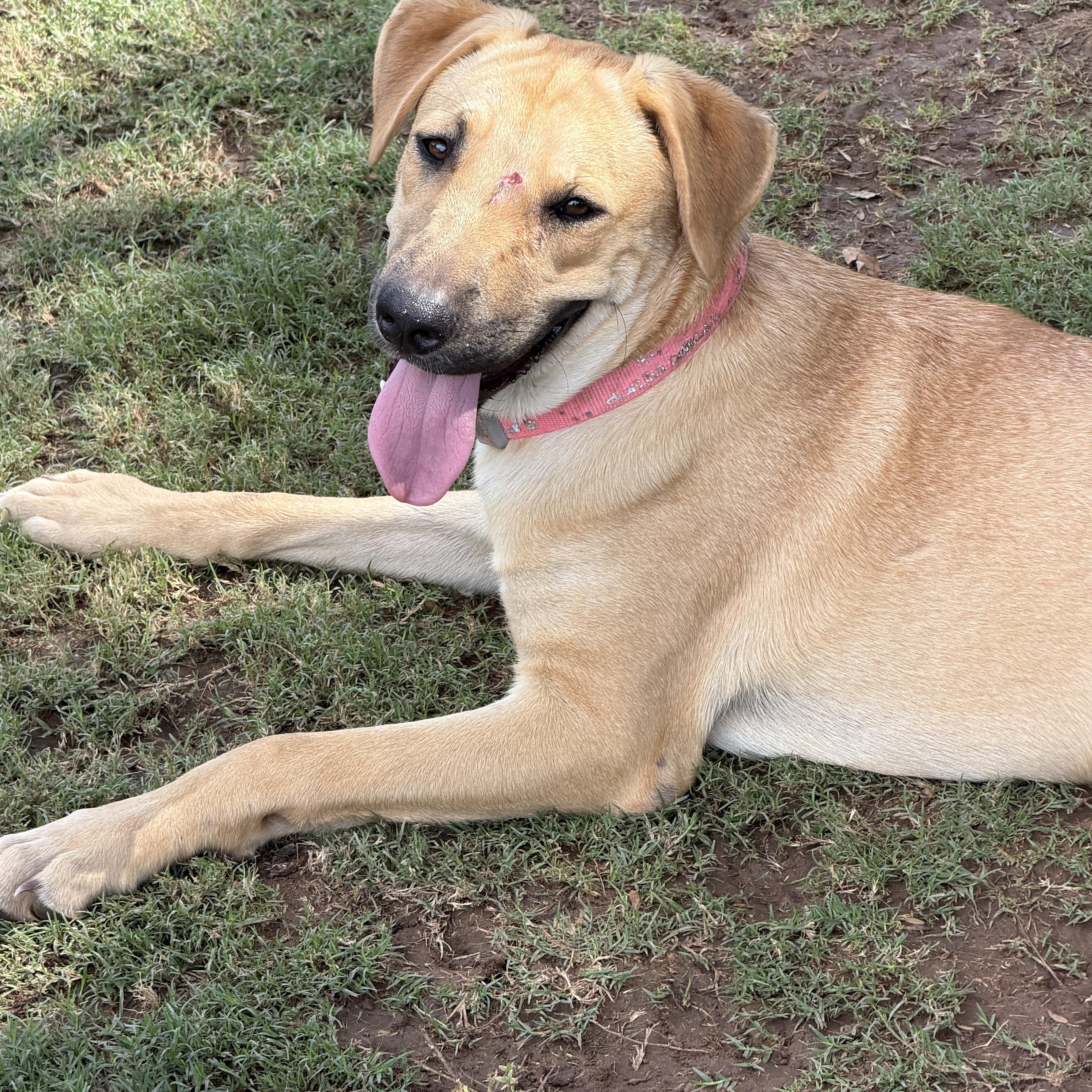 Enlarge Darcy, a ADOPTABLE mixed breed in Gilbert, AZ image 5/6