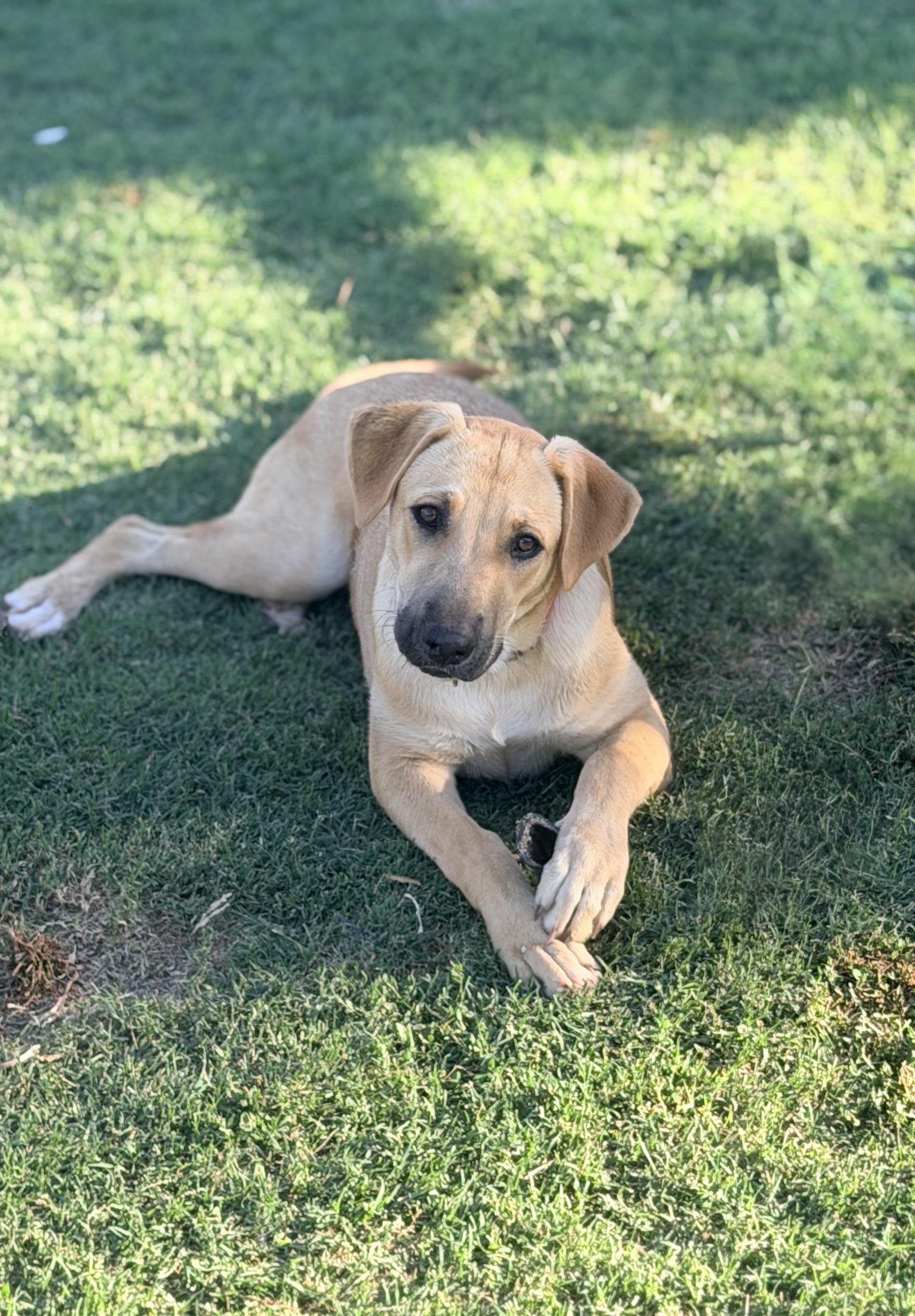 Darcy, ADOPTABLE, Young Female Yellow Labrador Retriever & Great Dane.