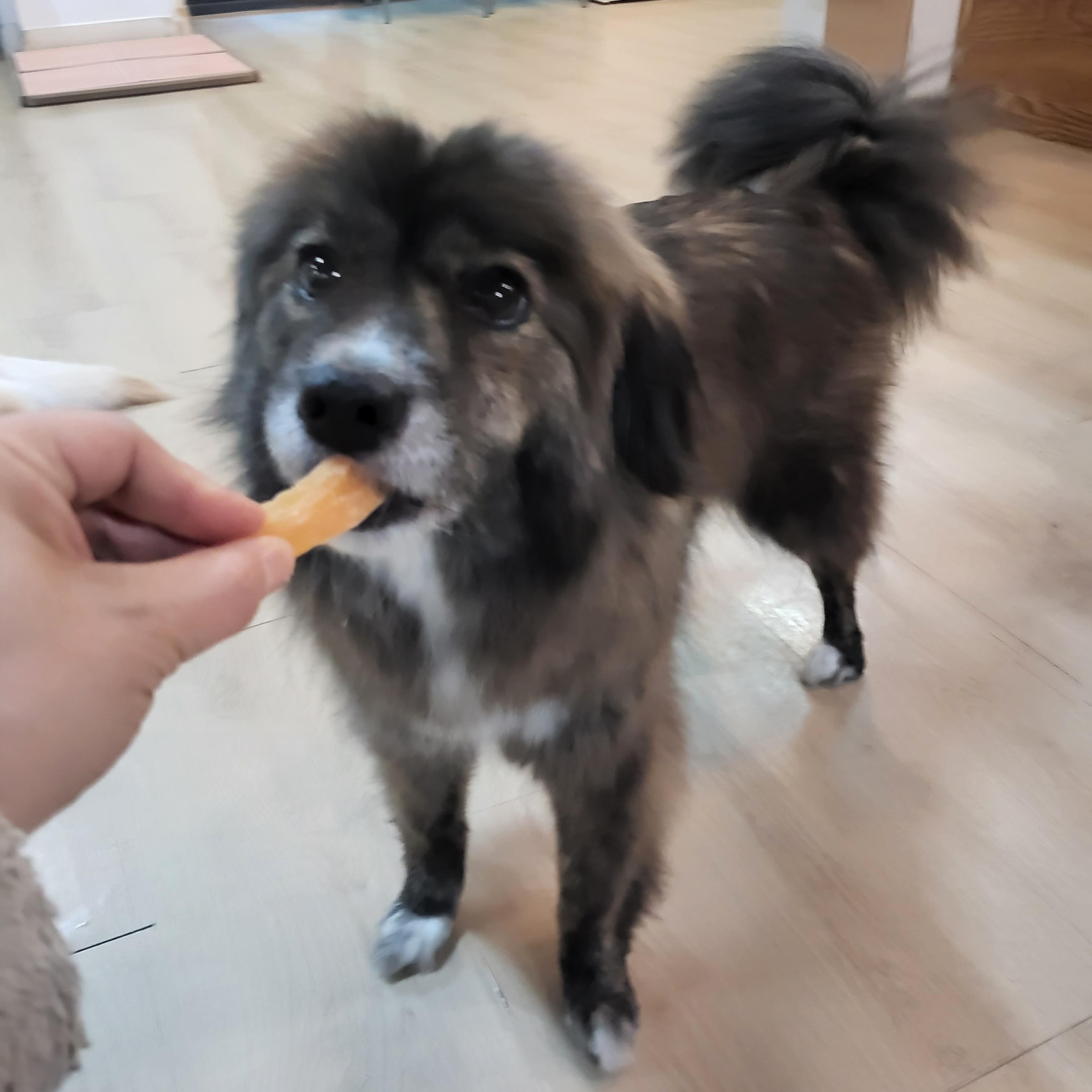 Enlarge CARAMEL, a ADOPTABLE mixed breed in Duluth, GA image 2/6