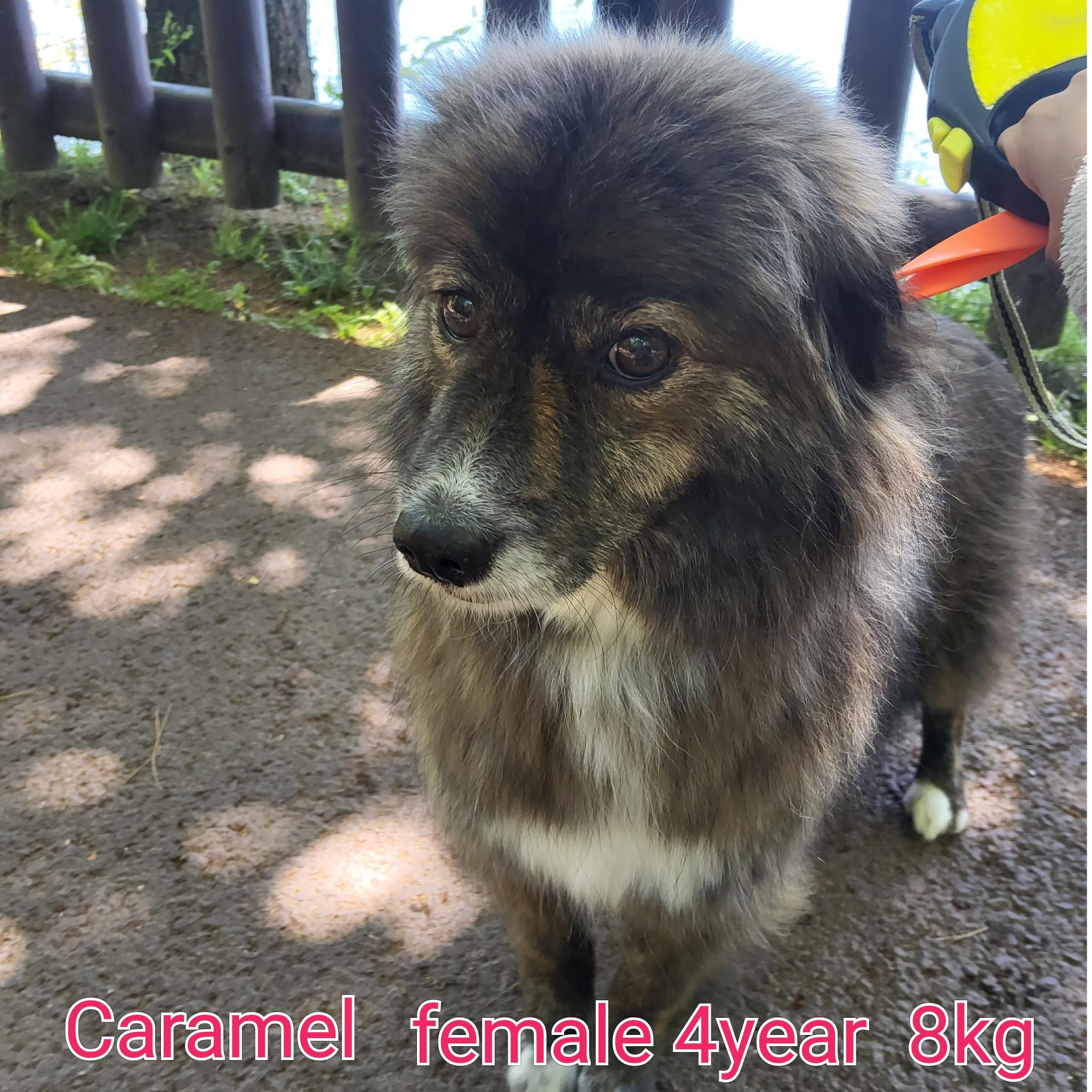 Enlarge CARAMEL, a ADOPTABLE mixed breed in Duluth, GA image 1/6