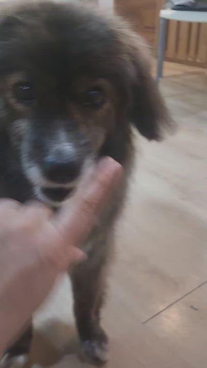 Enlarge CARAMEL, a ADOPTABLE mixed breed in Duluth, GA video 6/6