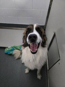 DA 43 Benedict, Adoptable, Young Male Saint Bernard.