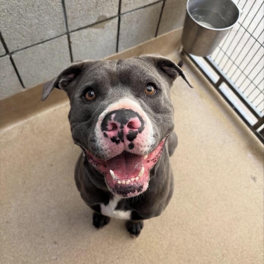 Enlarge Bud, a Adoptable Pit Bull Terrier in Palm Springs, CA image 1/4