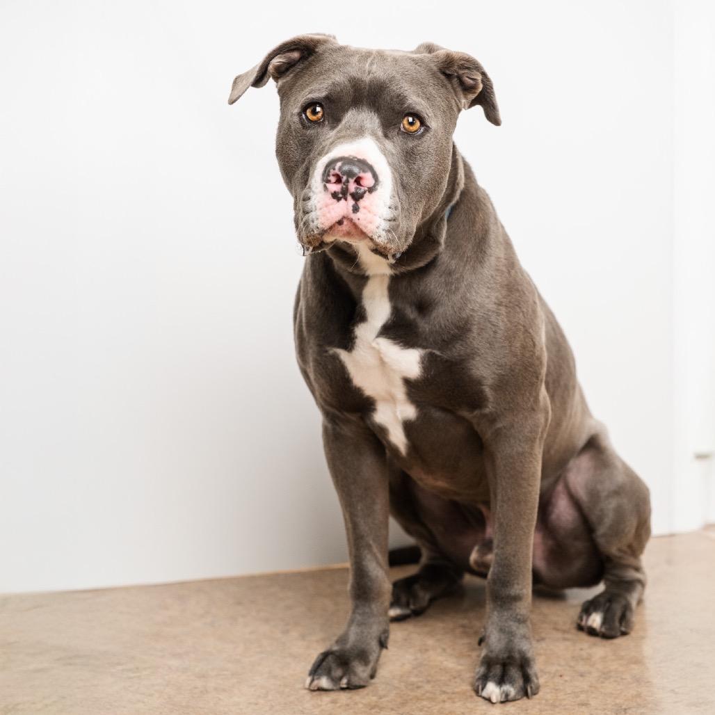 Enlarge Bud, a Adoptable Pit Bull Terrier in Palm Springs, CA image 2/4